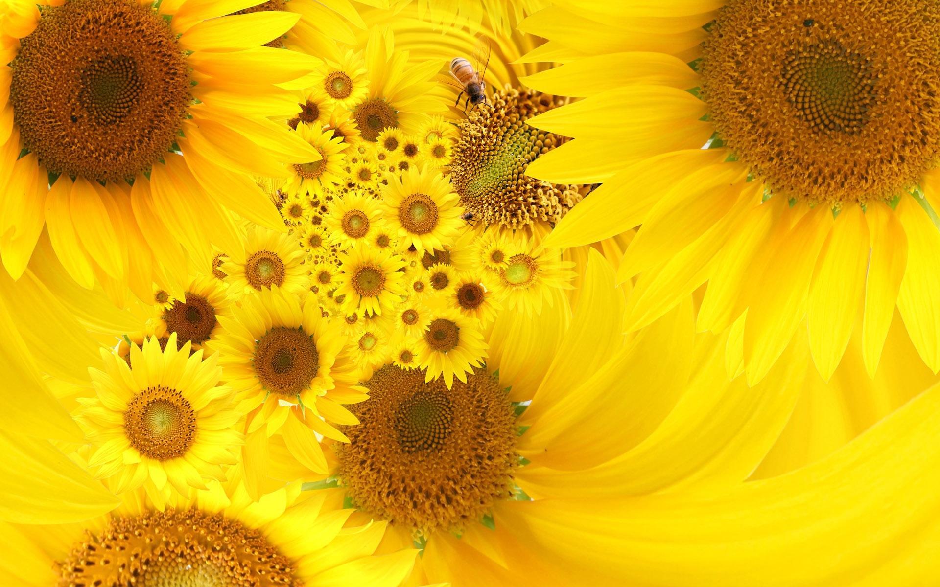 22128 descargar imagen girasoles, plantas, flores, insectos, abejas, amarillo: fondos de pantalla y protectores de pantalla gratis