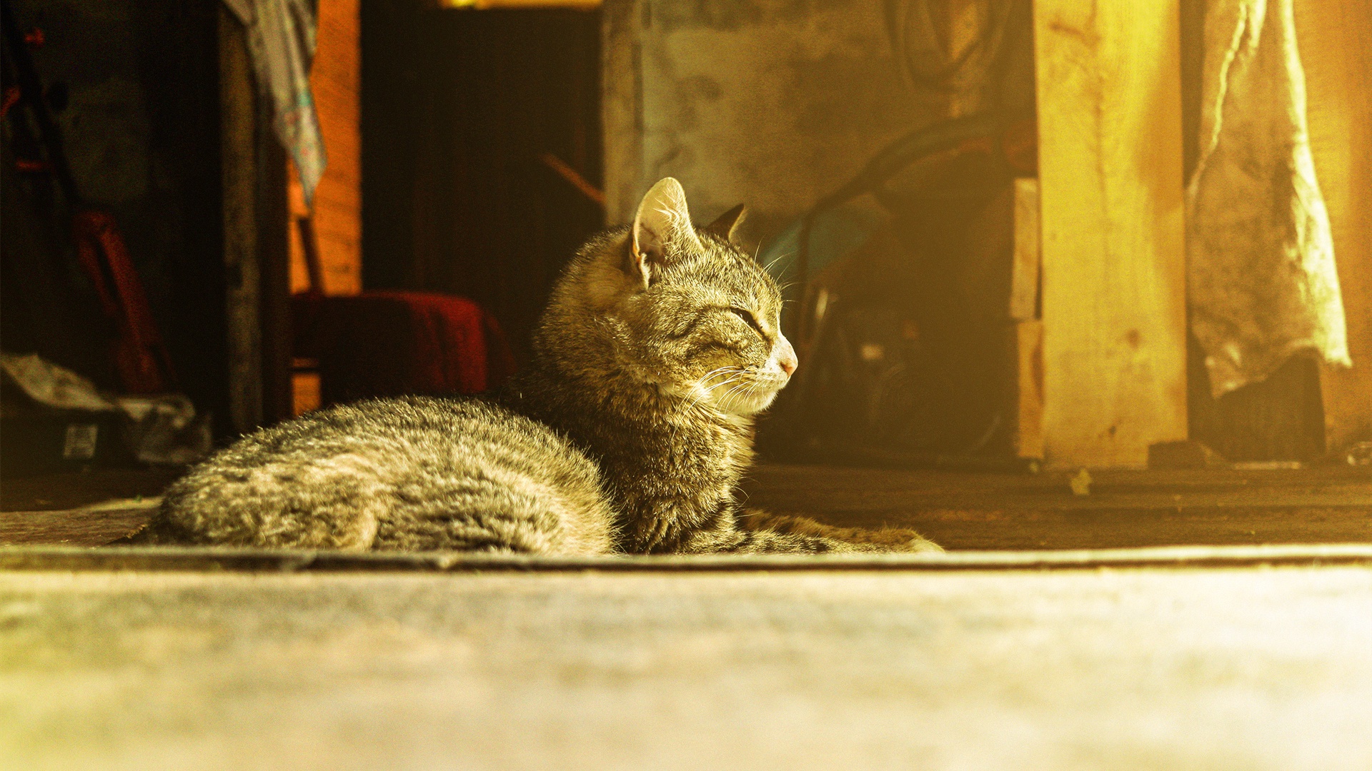 Baixar papel de parede para celular de Animais, Gatos, Gato gratuito.