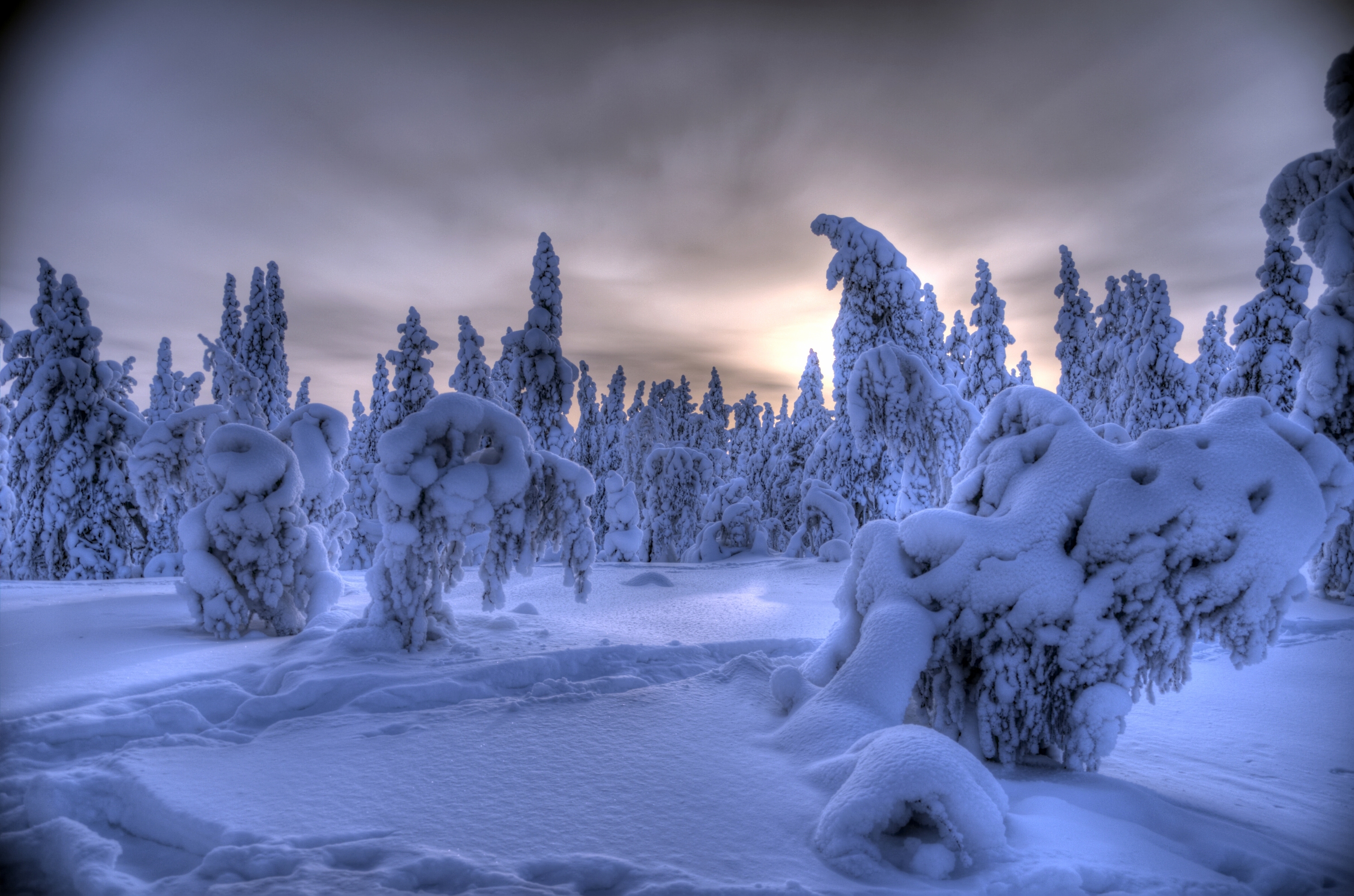 Download mobile wallpaper Winter, Snow, Forest, Tree, Earth for free.