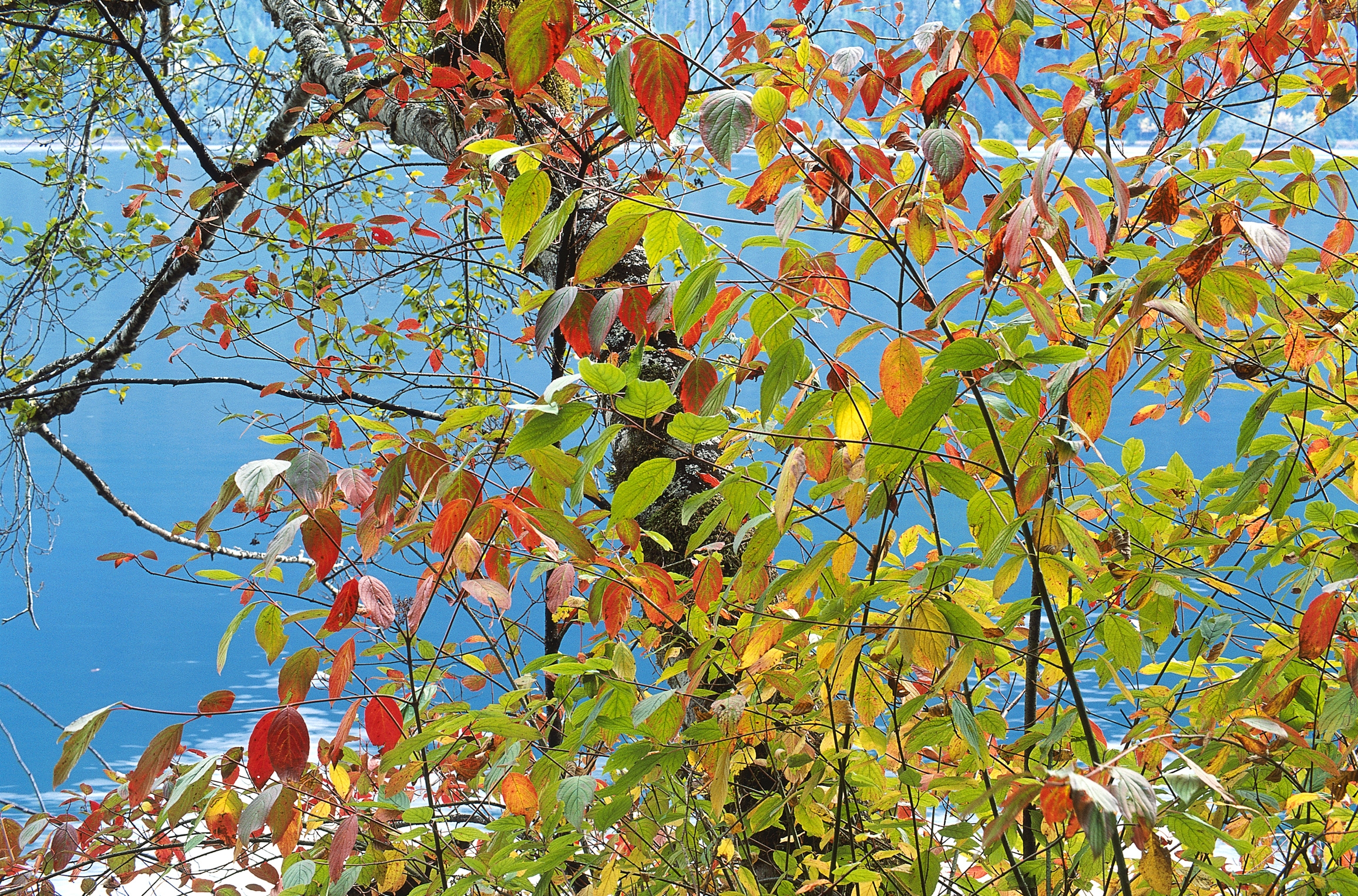 54332 завантажити картинку осінь, природа, листя, море, дерево, фарби, палітра, палітри, різнокольорові, різнобарвні - шпалери і заставки безкоштовно