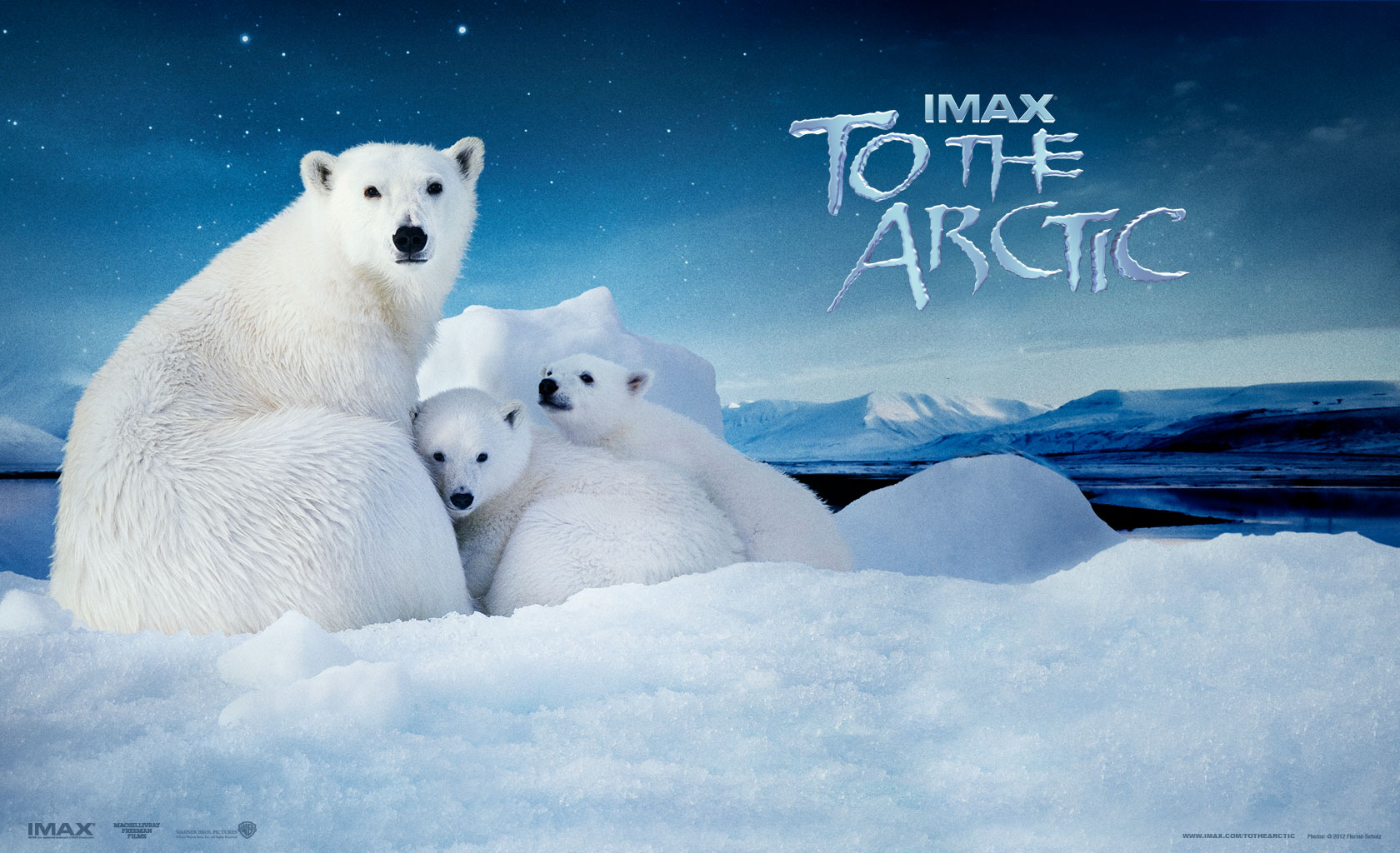 537390 Hintergrundbild herunterladen filme, in die arktis, antarktis, arktis, tierbaby, bär, eis, eisbär, schnee - Bildschirmschoner und Bilder kostenlos