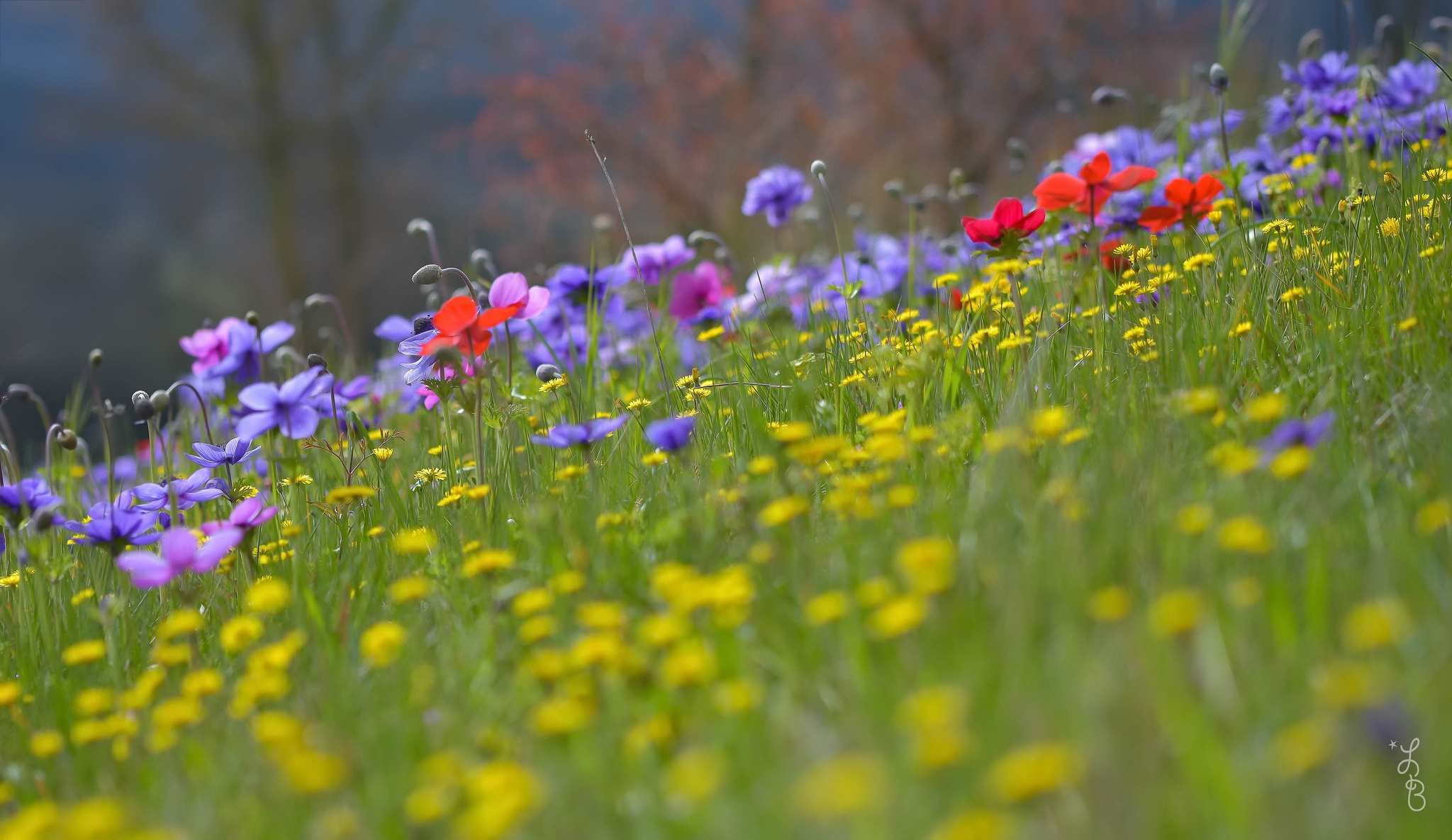 Téléchargez gratuitement l'image Fleur, Prairie, Se Brouiller, Fleur Jaune, Fleur Mauve, Fleur Rouge, La Nature, Terre/nature sur le bureau de votre PC