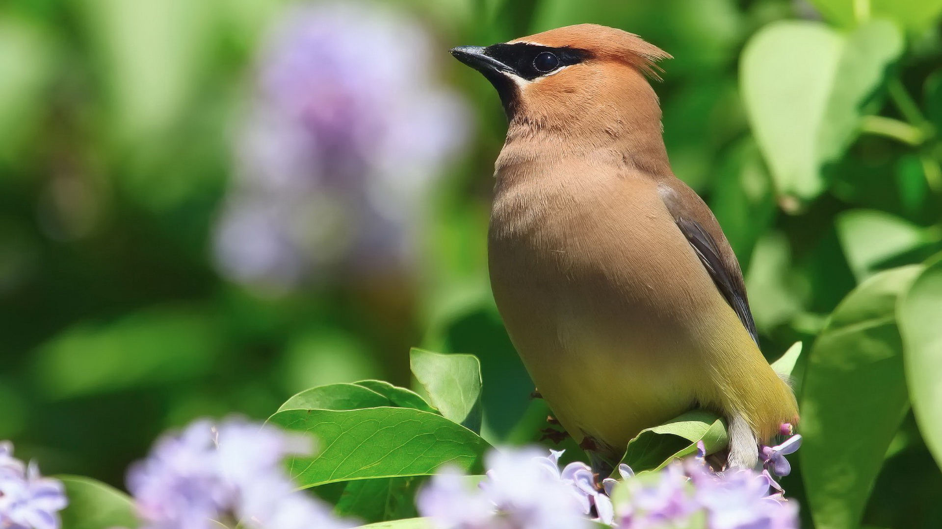 Download mobile wallpaper Bird, Animal, Waxwing for free.