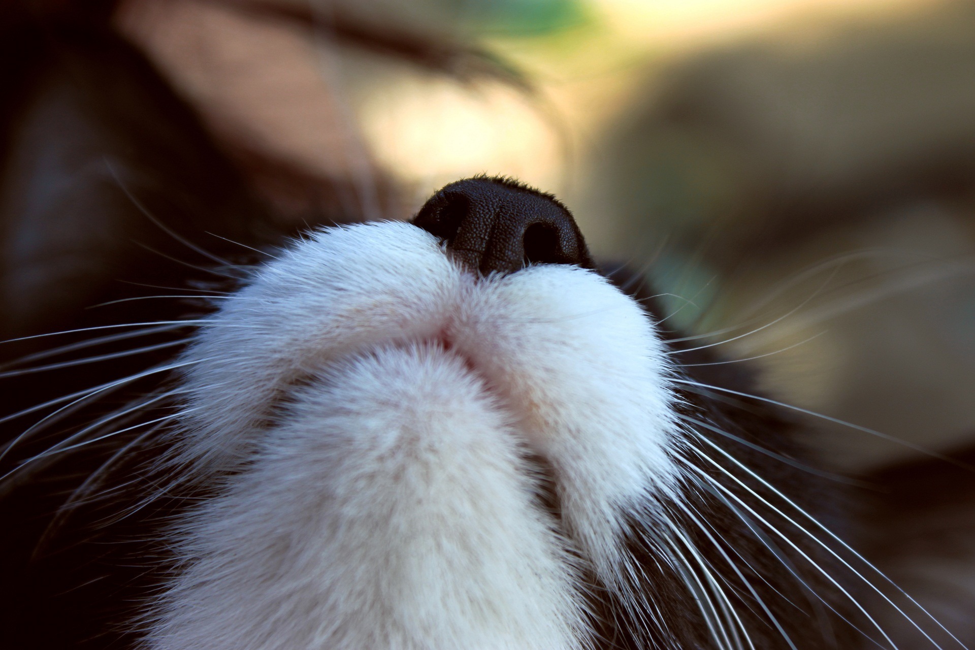 Téléchargez gratuitement l'image Animaux, Chats, Chat sur le bureau de votre PC