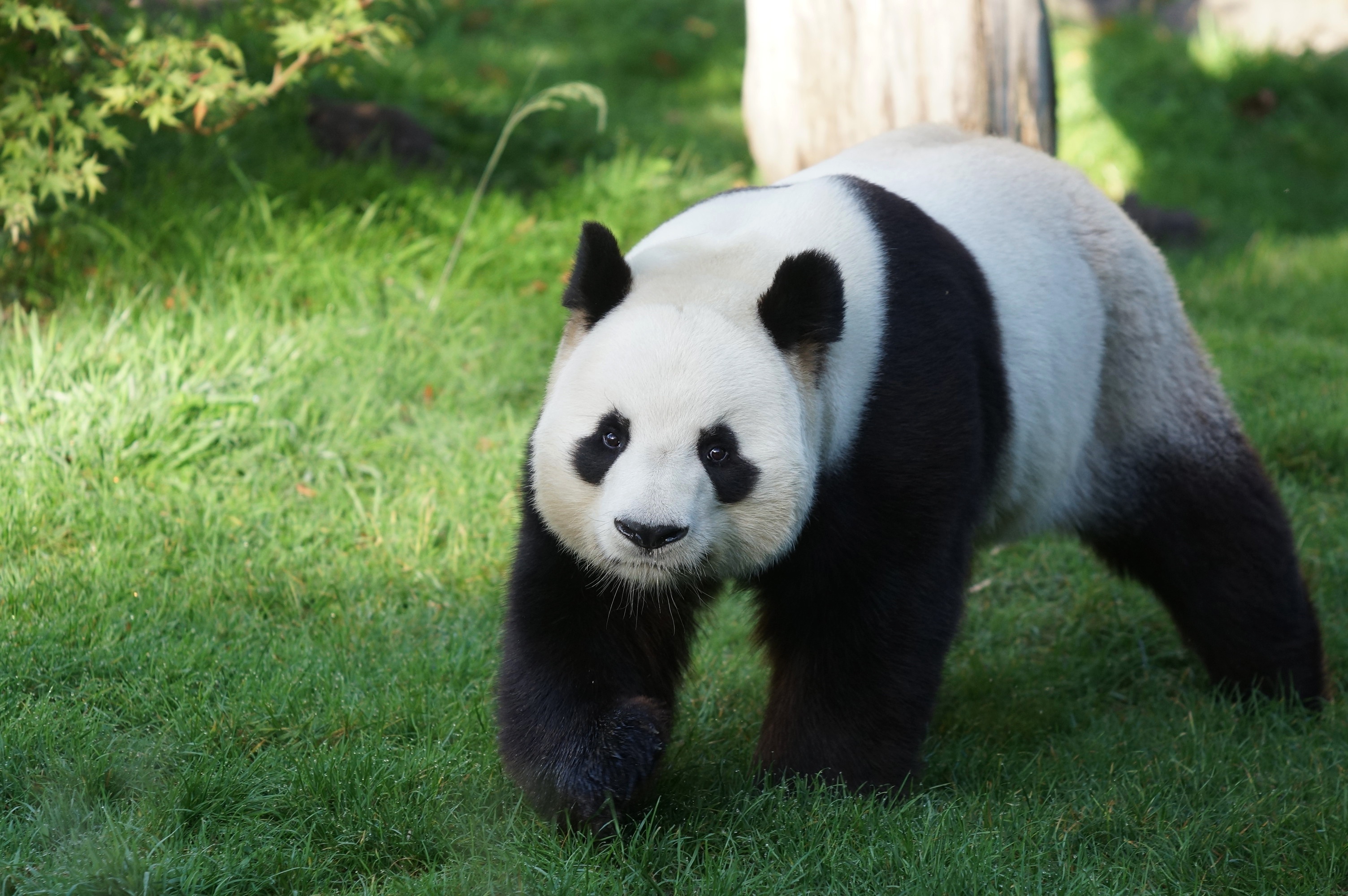 Download mobile wallpaper Animal, Panda for free.