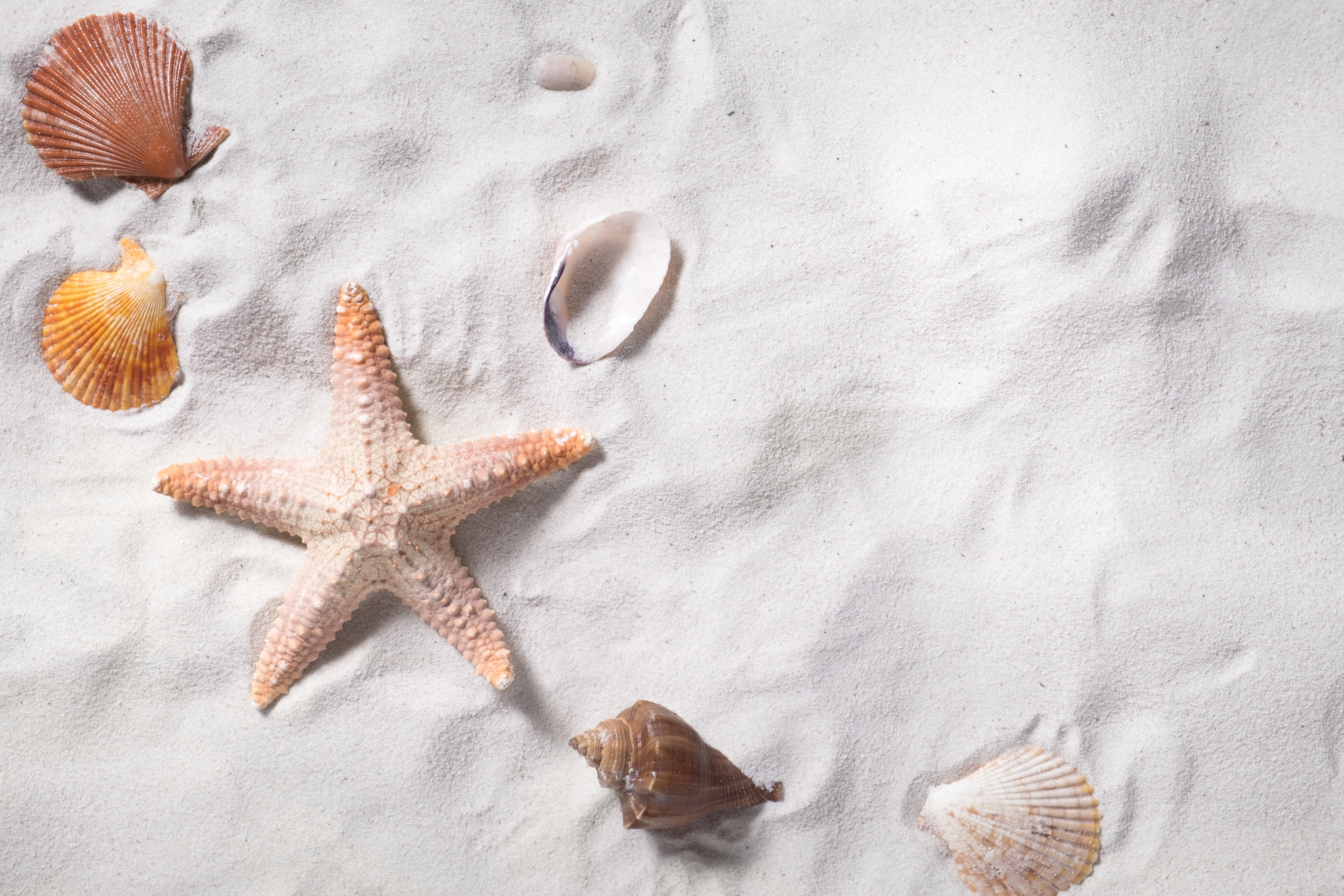 Download mobile wallpaper Sand, Starfish, Earth, Shell for free.