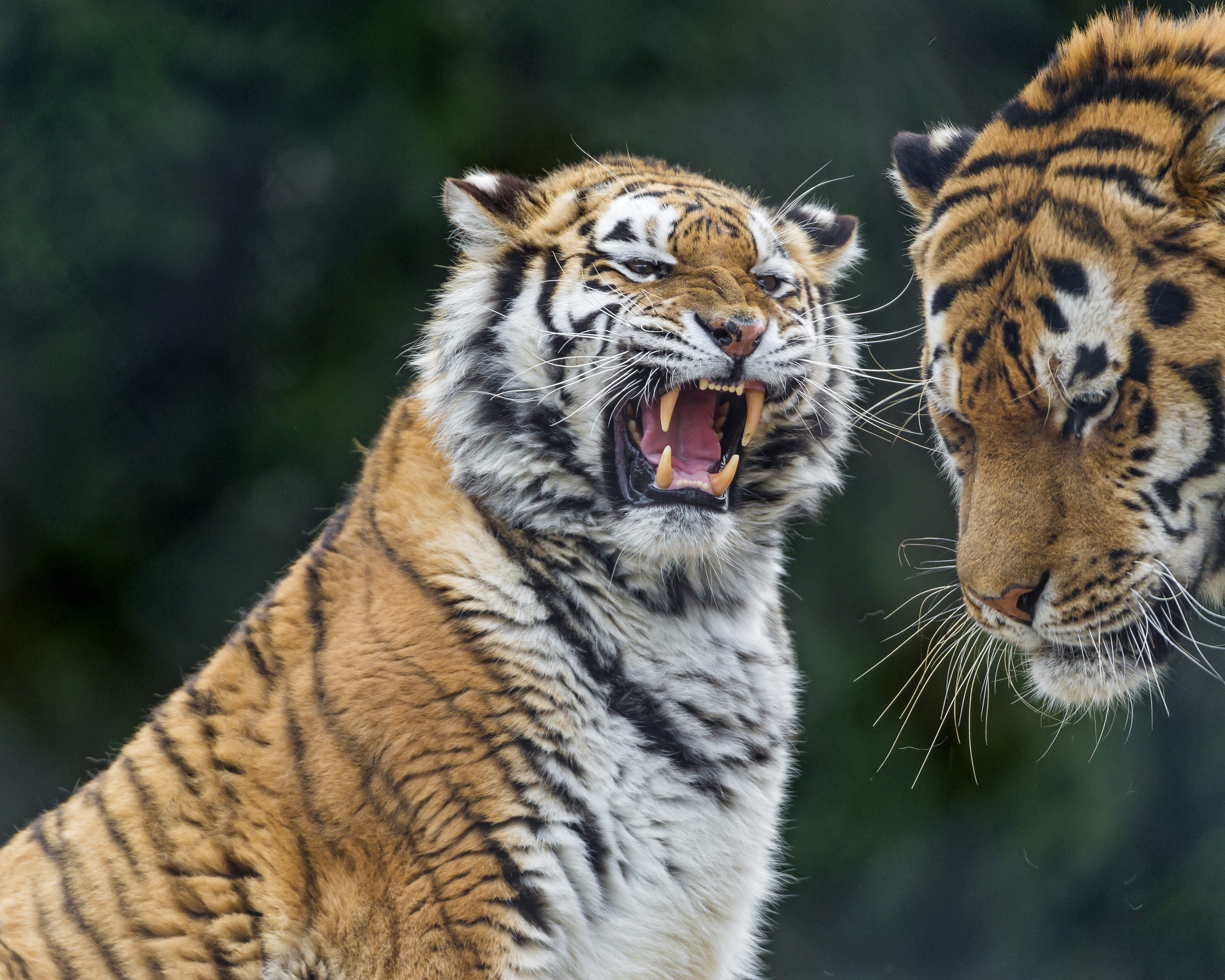 Descarga gratuita de fondo de pantalla para móvil de Animales, Gatos, Tigre.