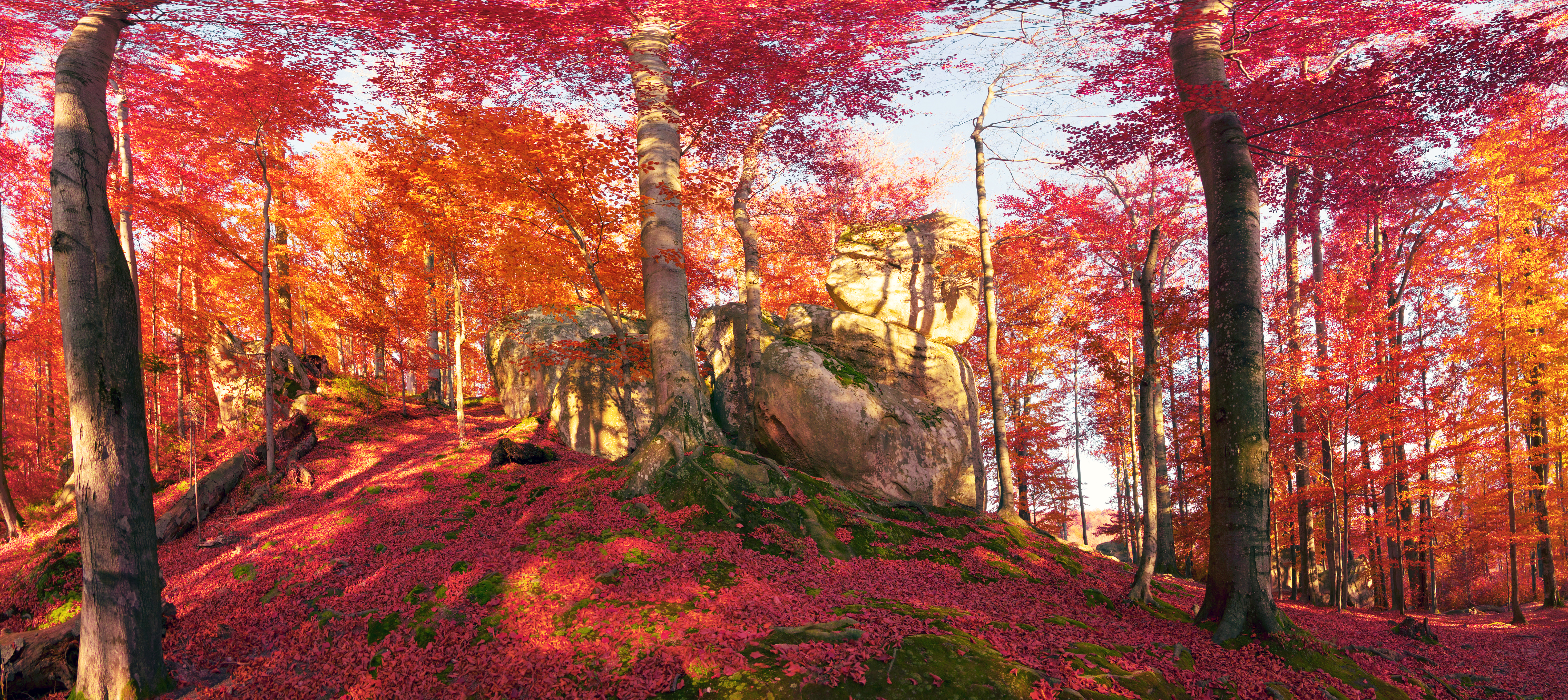 Скачать обои бесплатно Осень, Лес, Земля/природа картинка на рабочий стол ПК