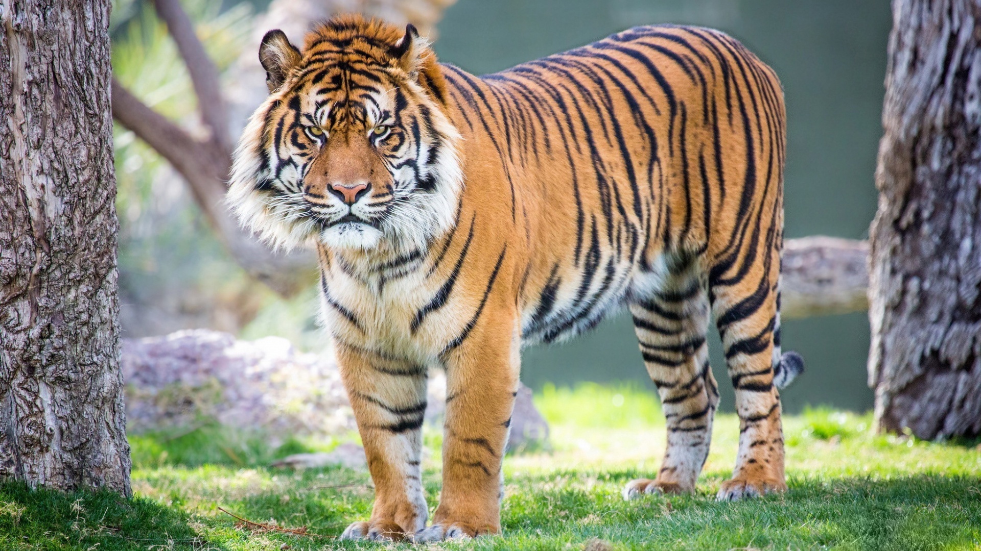 Free download wallpaper Cats, Animal, Tiger on your PC desktop