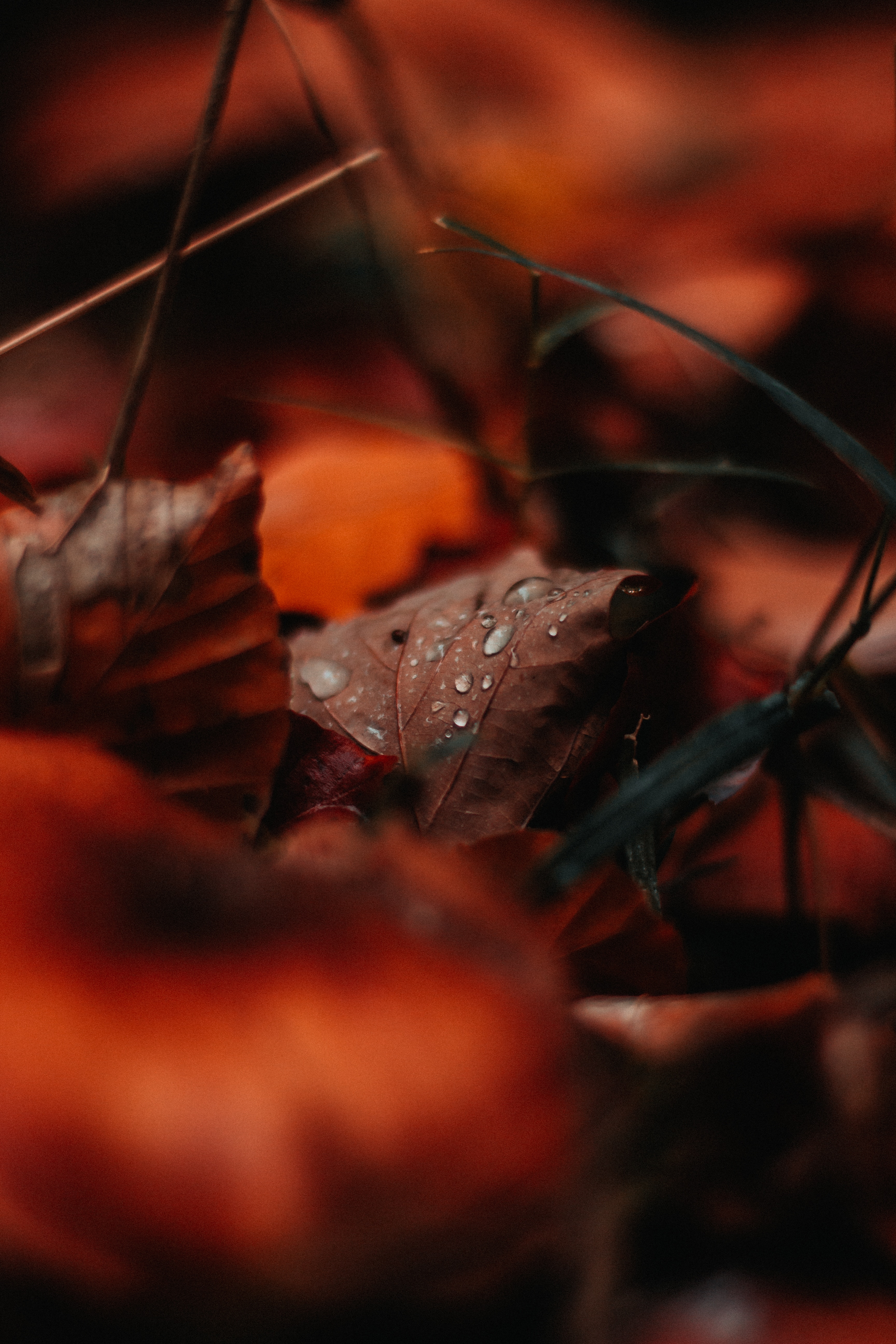 drops, autumn, macro, sheet, leaf, moisture Panoramic Wallpaper