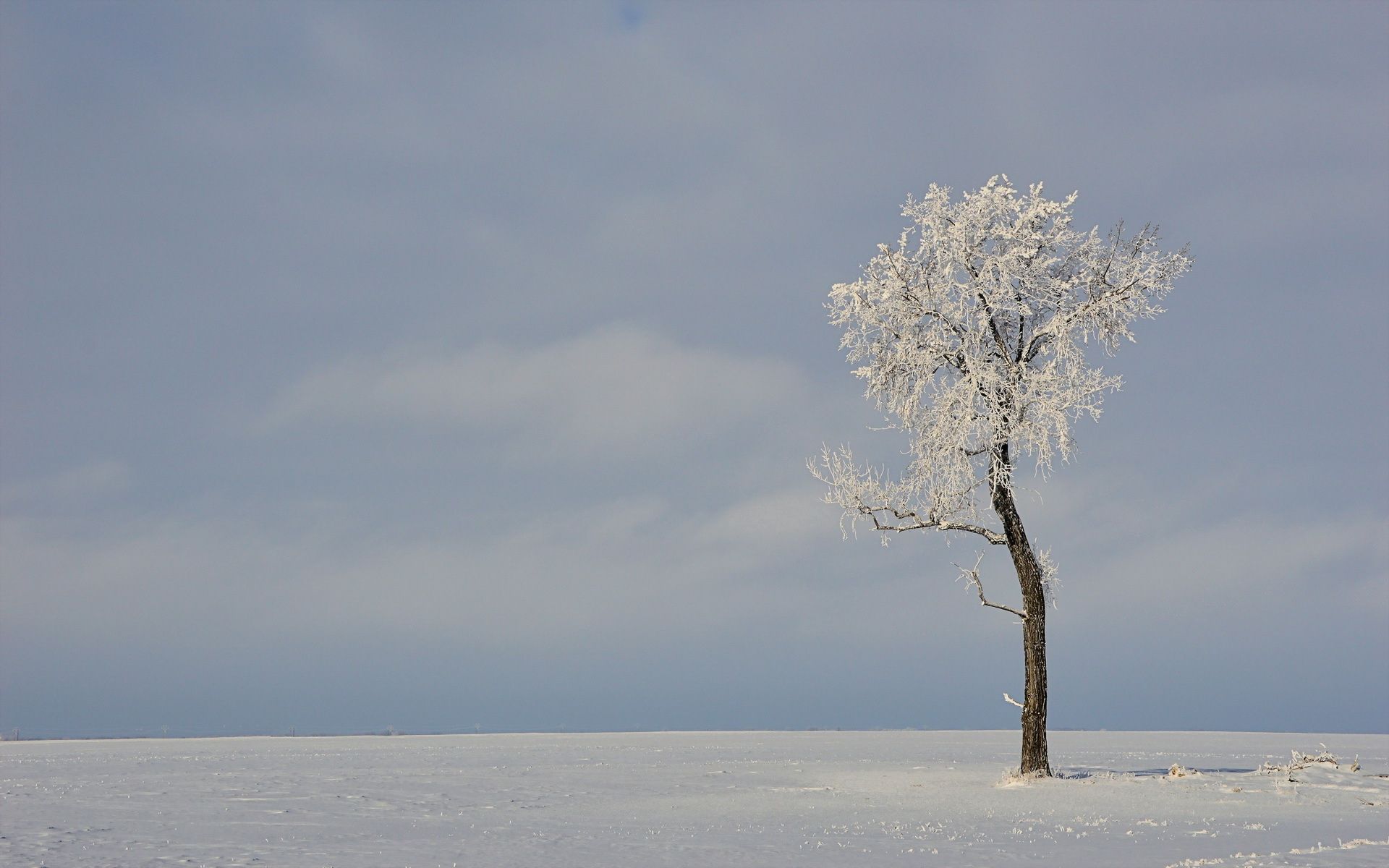 Download mobile wallpaper Winter, Field, Tree, Wood, Nature for free.