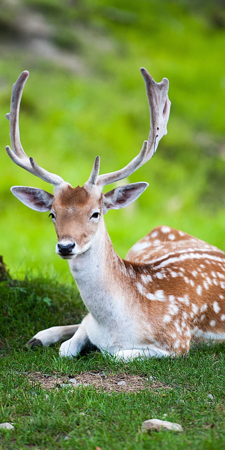 Download mobile wallpaper Animal, Deer, Buck, Antler for free.