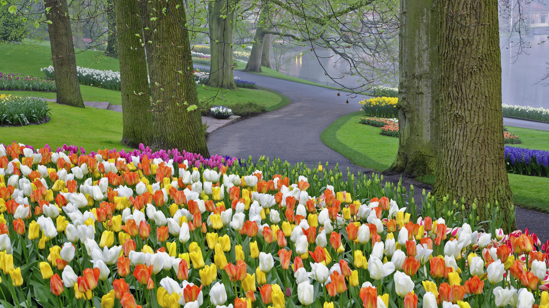 Free download wallpaper Flowers, Trees, Landscape, Tulips on your PC desktop