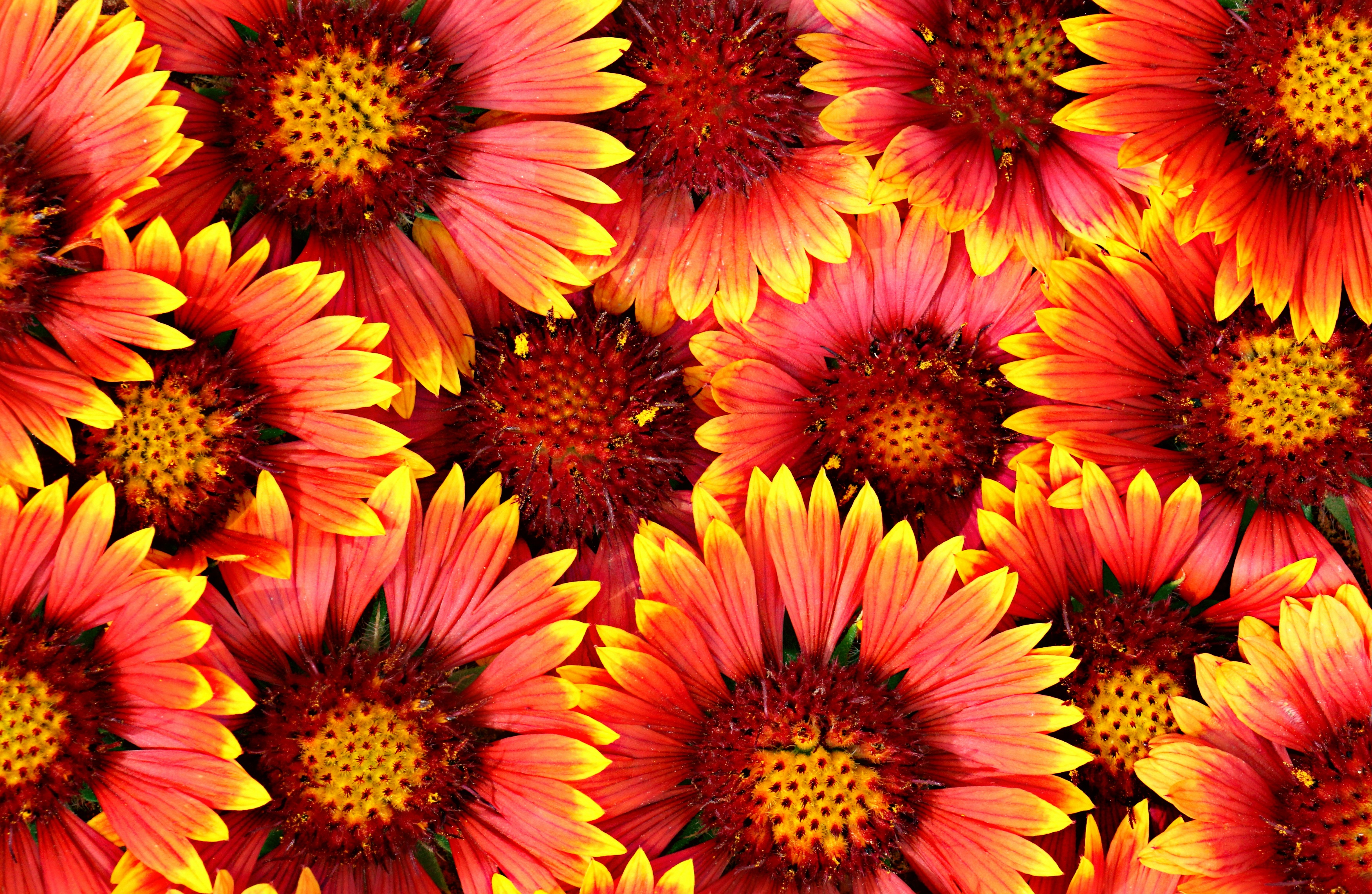 Handy-Wallpaper Blumen kostenlos herunterladen.