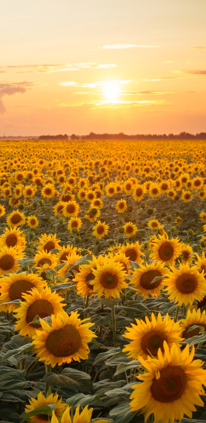 Descarga gratuita de fondo de pantalla para móvil de Flores, Girasol, Atardecer, Tierra/naturaleza, Puesta De Sol.