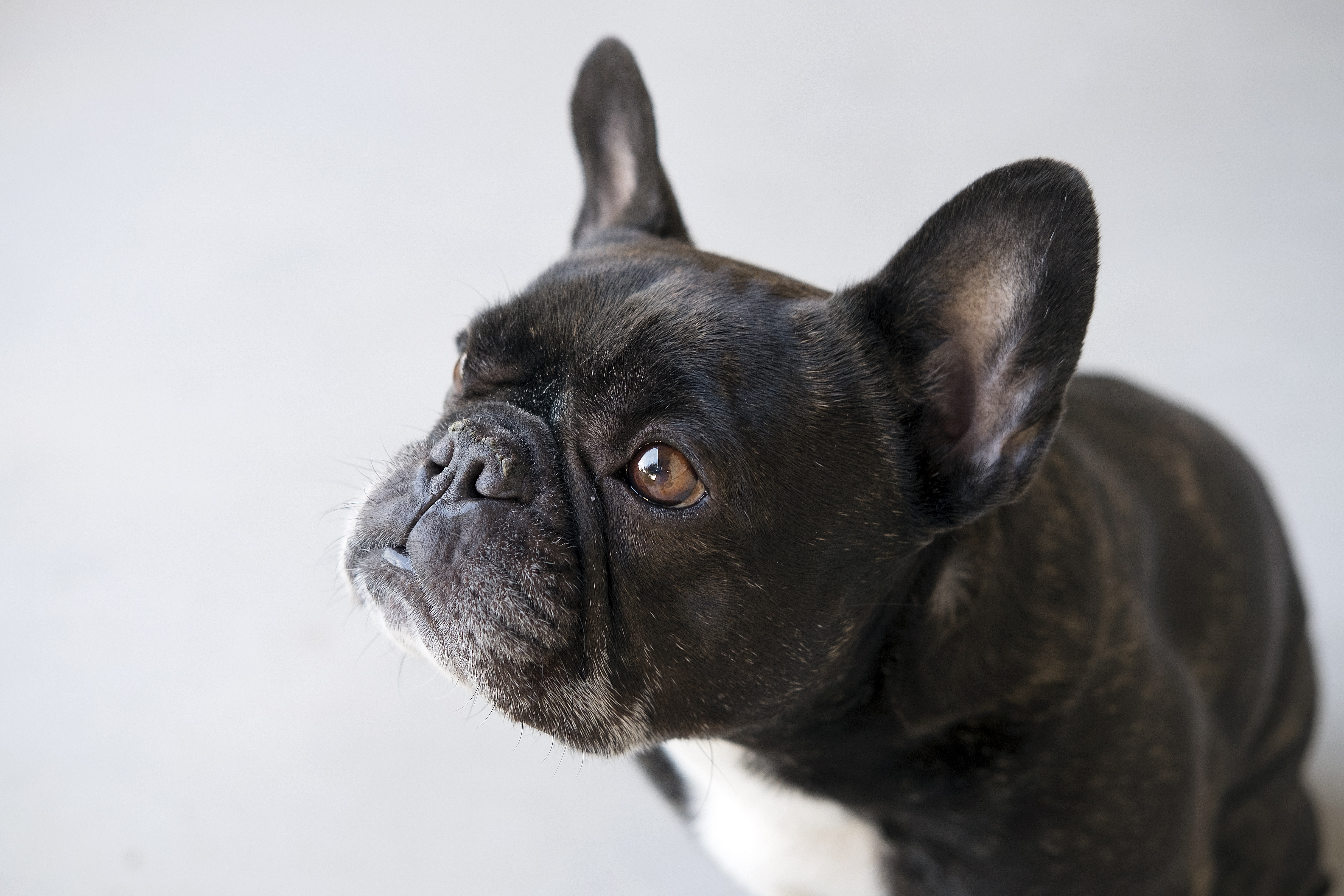 Free download wallpaper Dogs, Dog, Muzzle, Animal, French Bulldog on your PC desktop