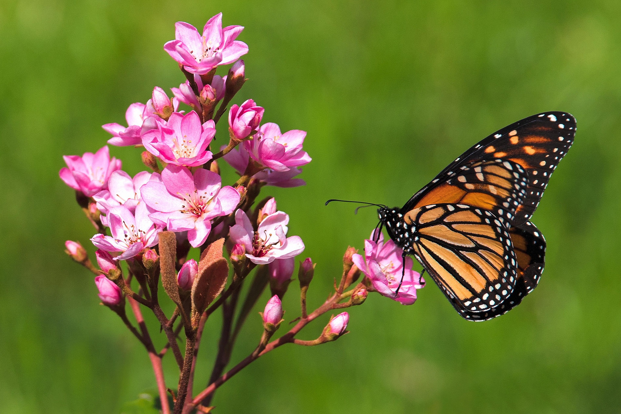 Free download wallpaper Flower, Macro, Insect, Butterfly, Animal on your PC desktop