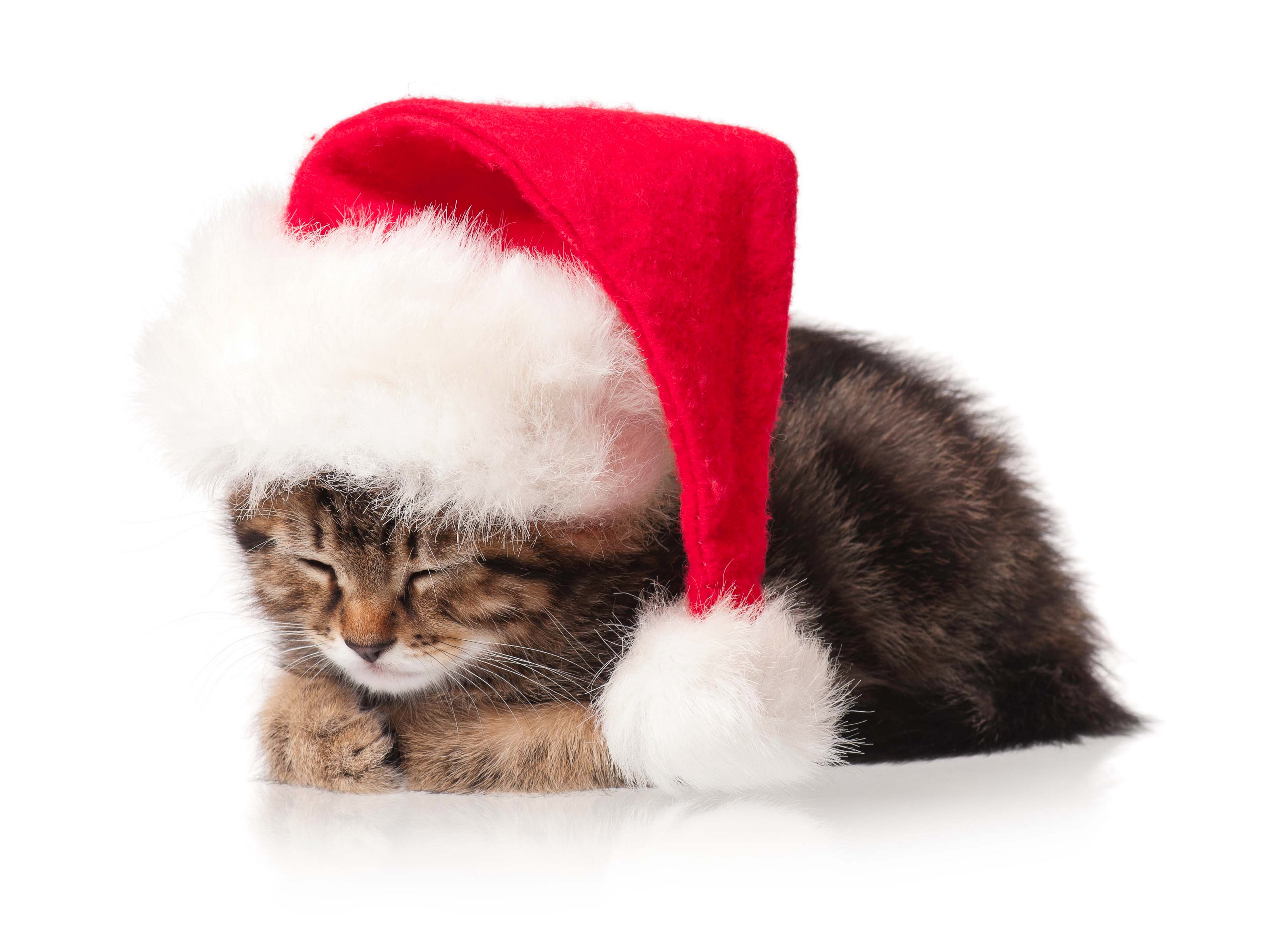 Скачать картинку Животные, Рождество, Котенок, Кошка, Кошки, Шляпа Санты в телефон бесплатно.