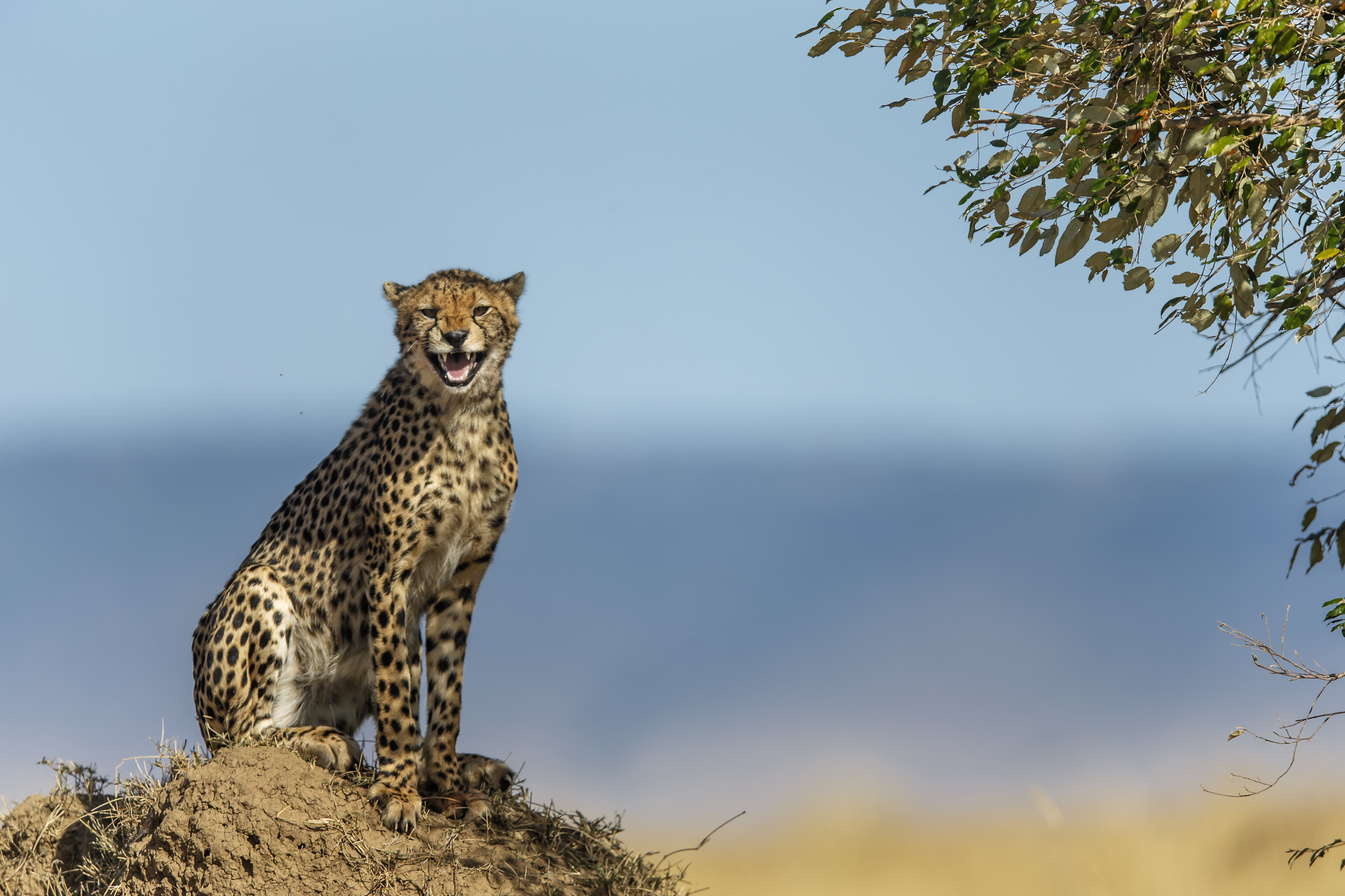 Free download wallpaper Cats, Cheetah, Animal, Stare on your PC desktop