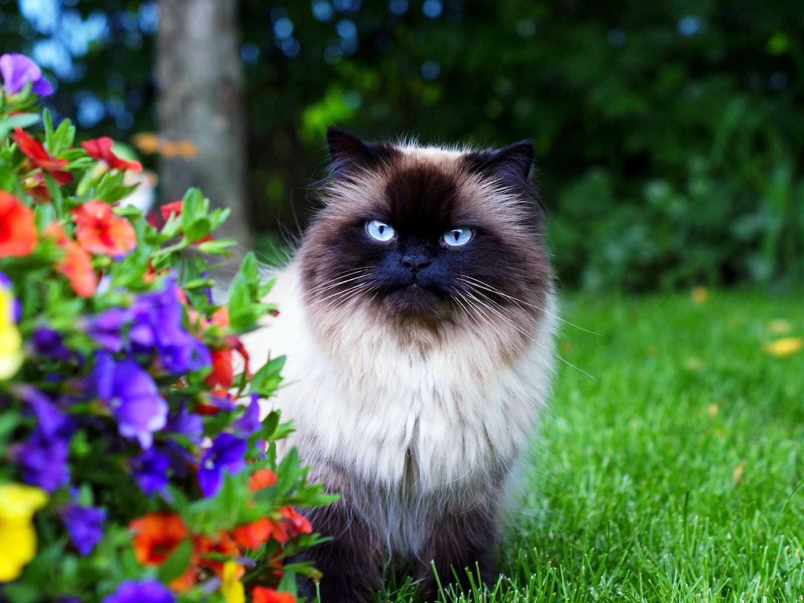 Baixe gratuitamente a imagem Animais, Gatos, Gato na área de trabalho do seu PC