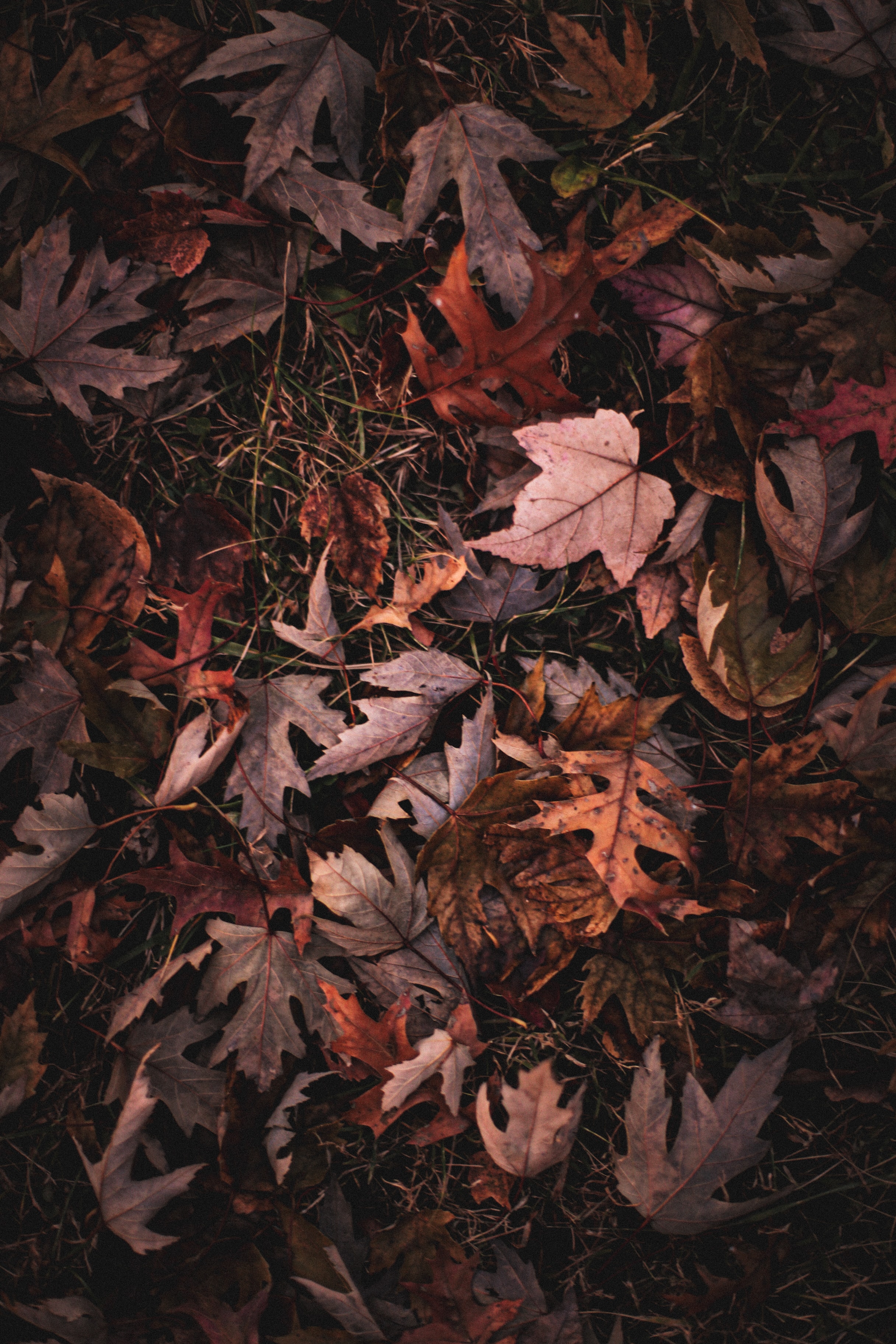 leaves, nature, grass, autumn, maple