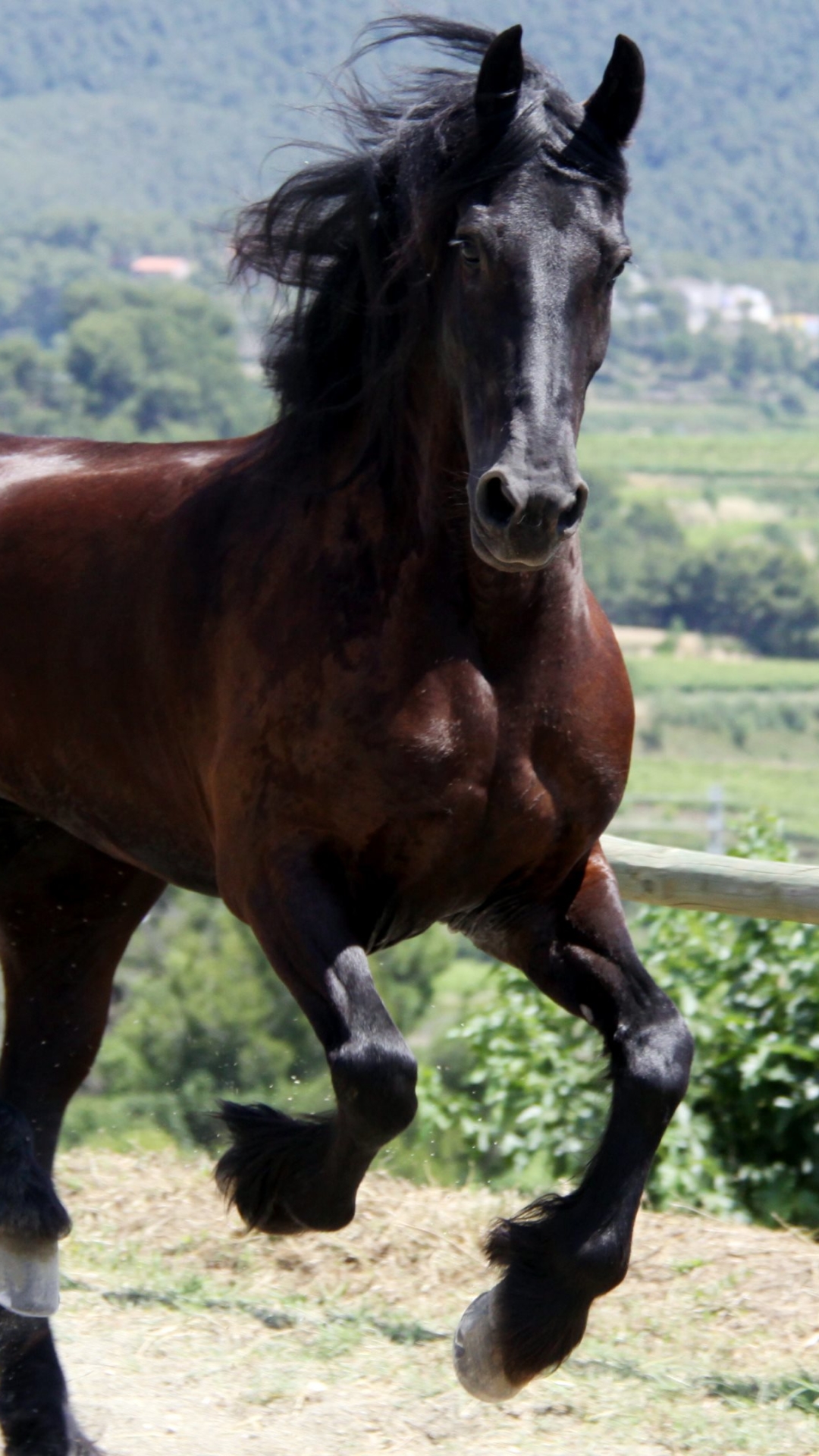 Descarga gratuita de fondo de pantalla para móvil de Animales, Caballo.