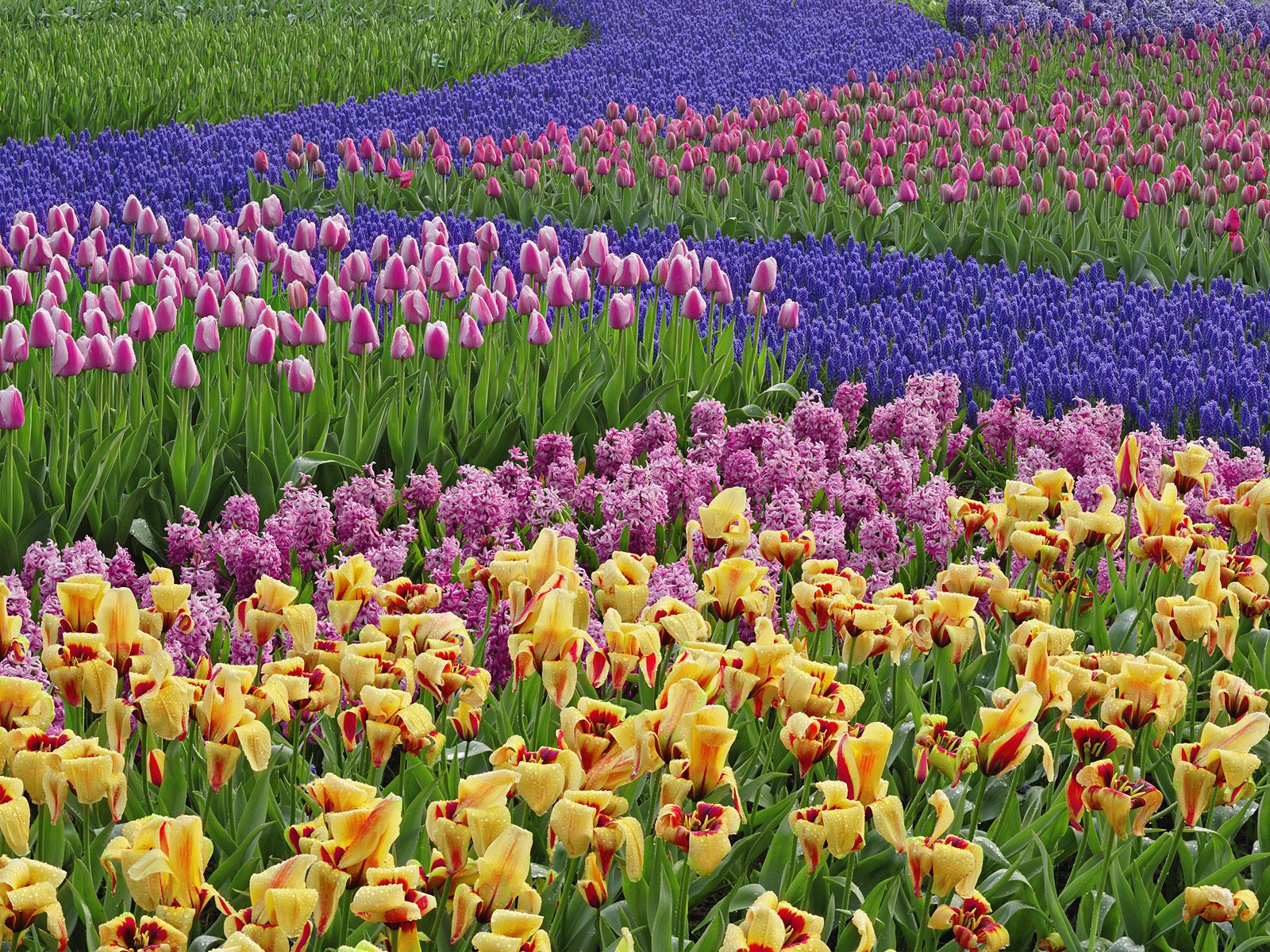 Handy-Wallpaper Tulpe, Frühling, Blumen, Farben, Bunt, Blume, Erde/natur kostenlos herunterladen.