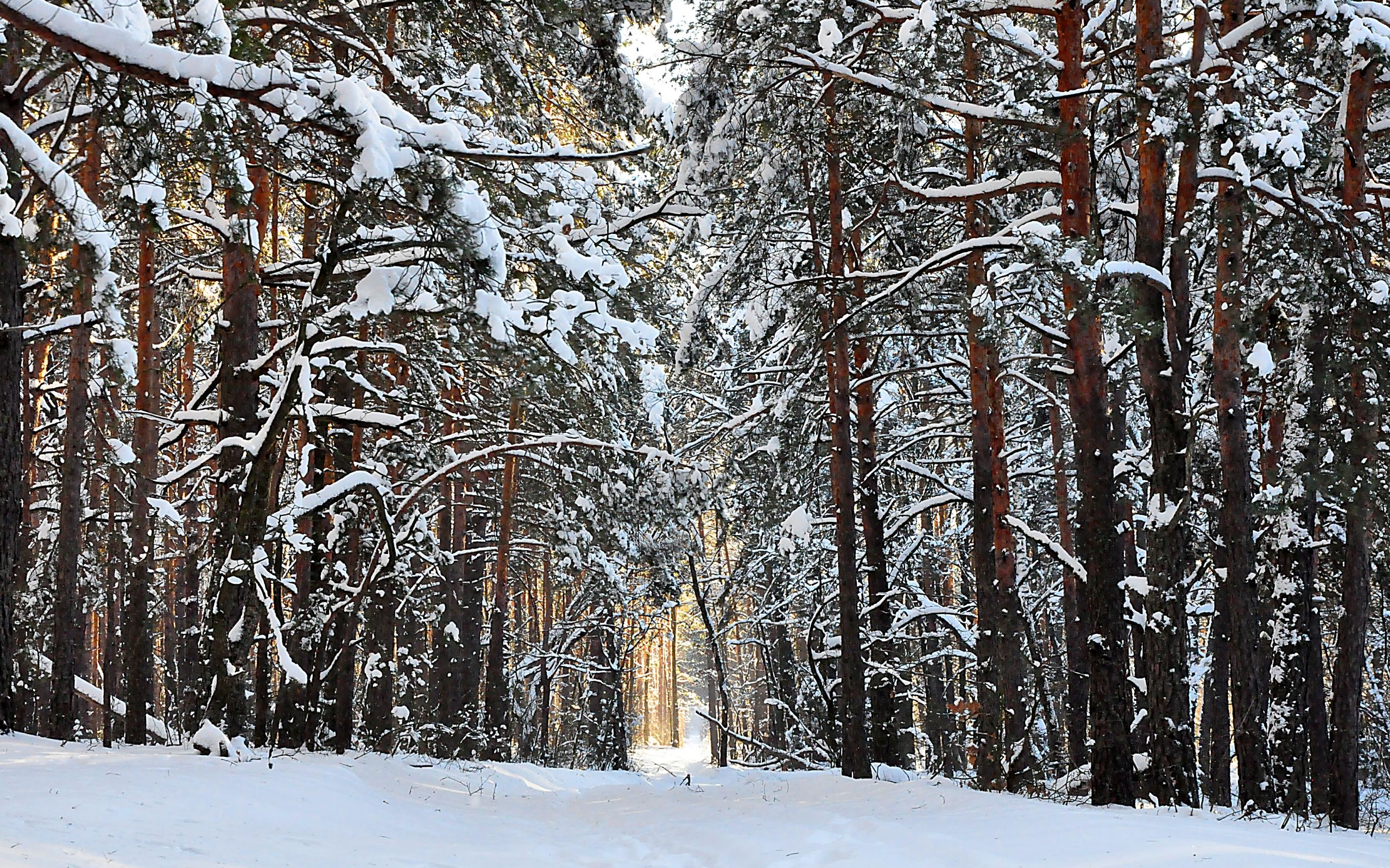 PCデスクトップに冬, 木, 風景画像を無料でダウンロード