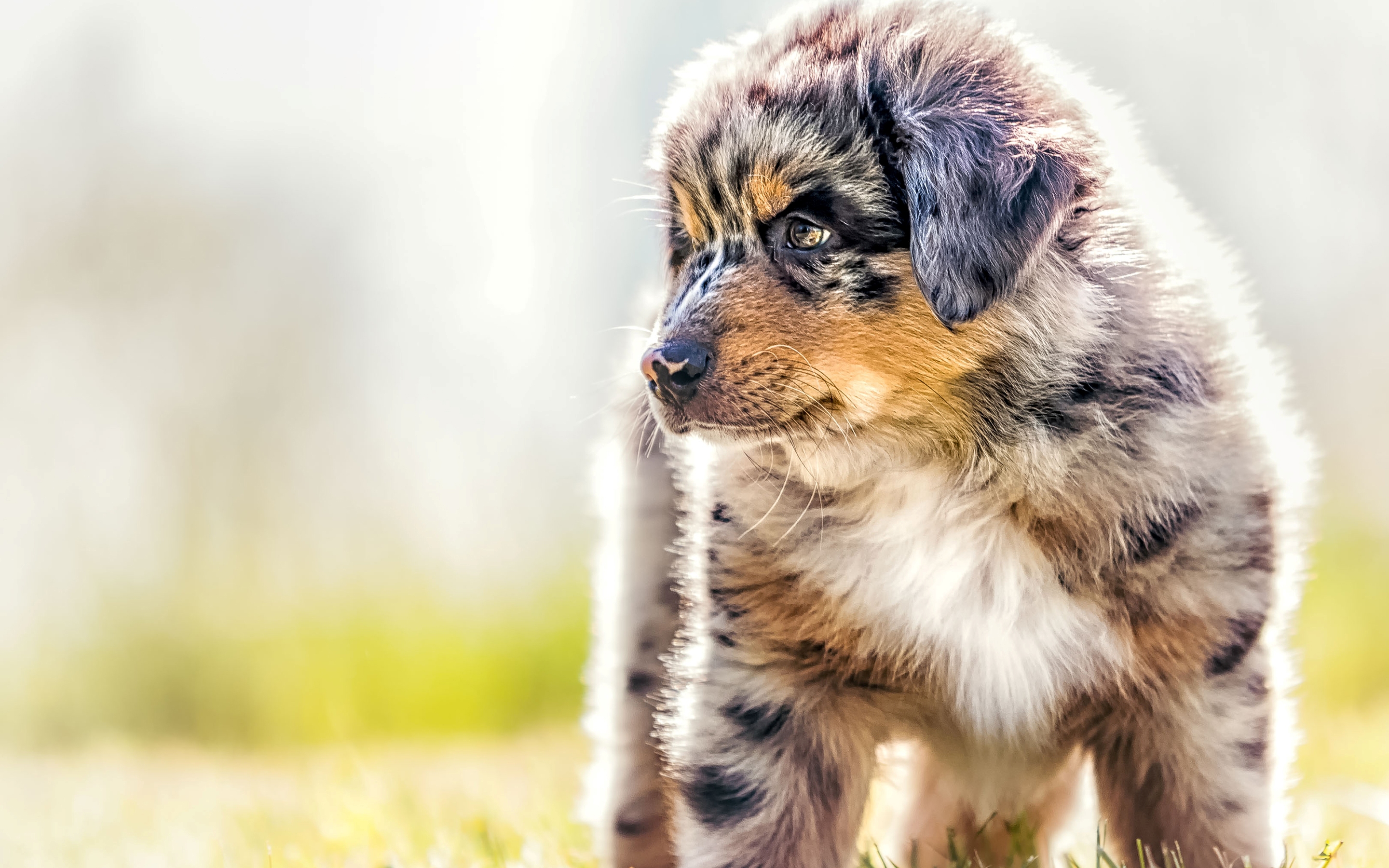 PCデスクトップに動物, 犬, 子犬, オーストラリアン シェパード画像を無料でダウンロード