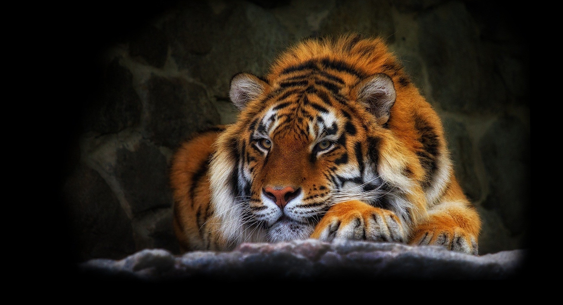 129737 скачать обои животные, тигр, дикая кошка, темный фон - заставки и картинки бесплатно