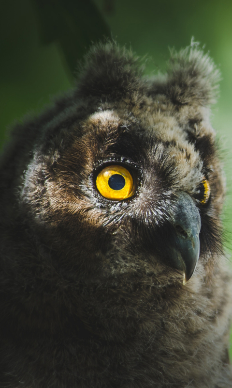 Download mobile wallpaper Birds, Owl, Bird, Close Up, Animal for free.