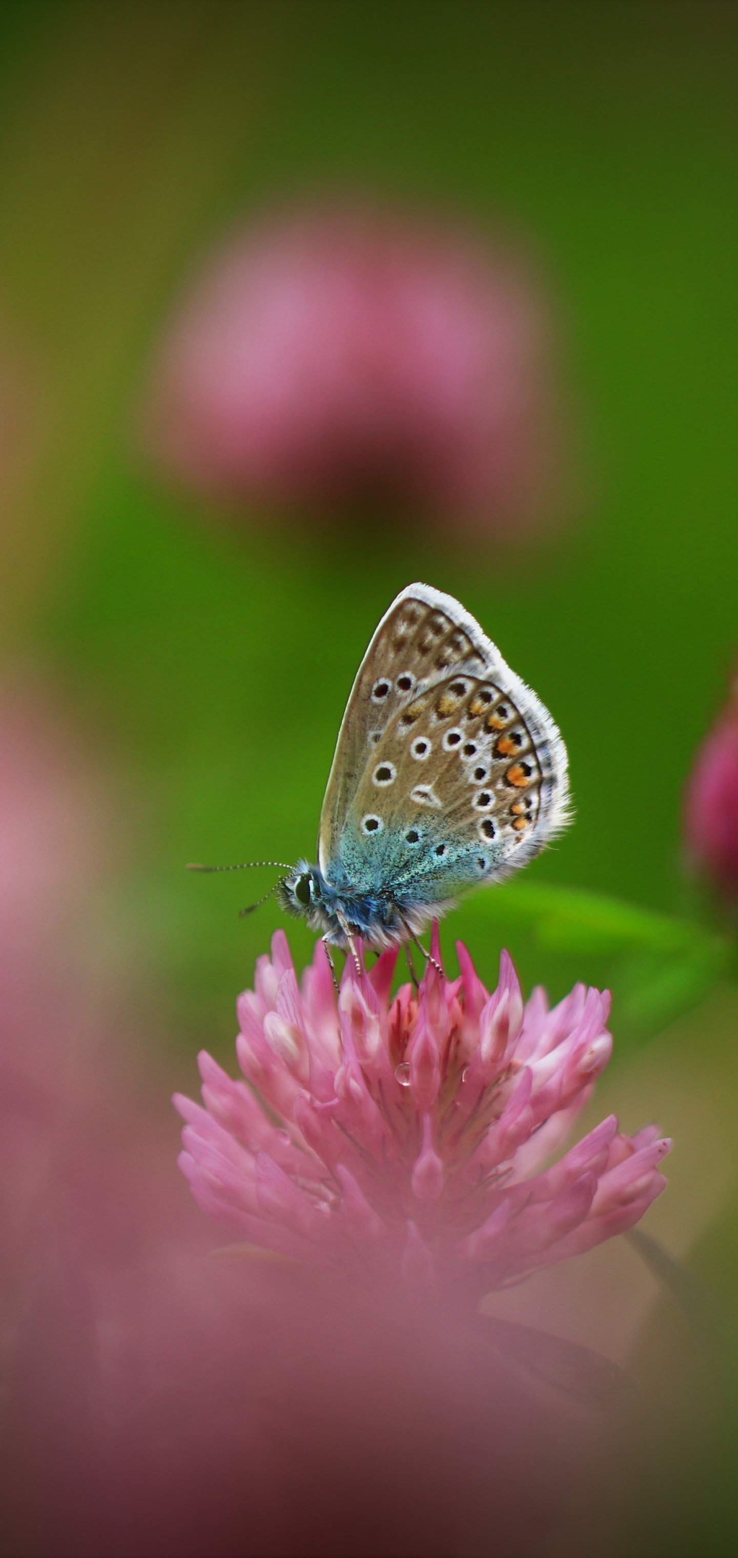 Download mobile wallpaper Flower, Macro, Insect, Butterfly, Animal for free.