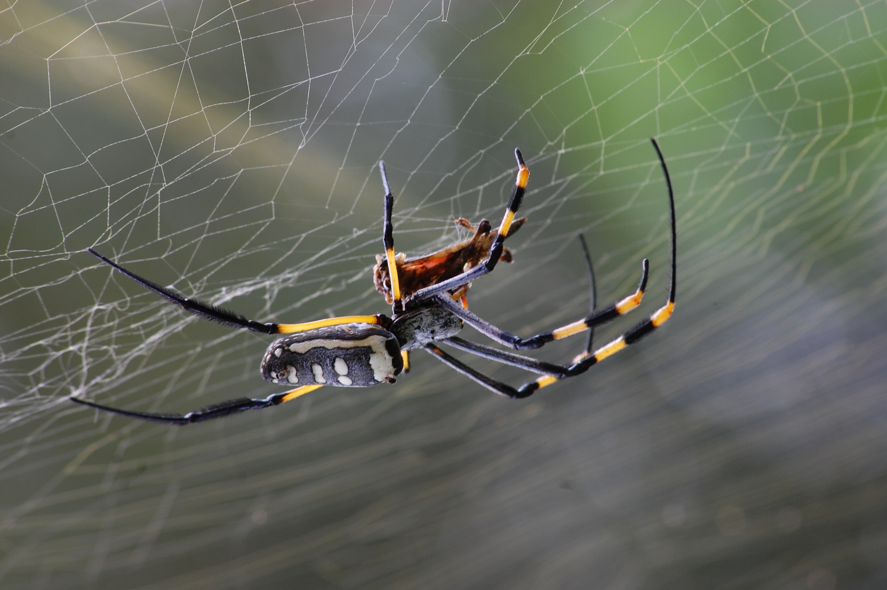 Download PC Wallpaper web, macro, spider