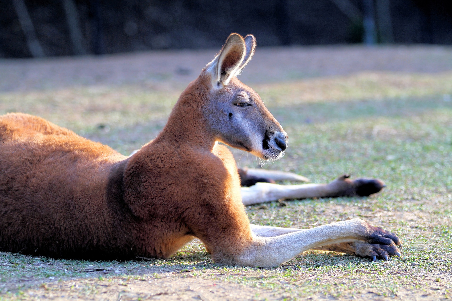 807447 скачать обои животные, красный кенгуру, австралийский, лежа, млекопитающее, сумчатый - заставки и картинки бесплатно