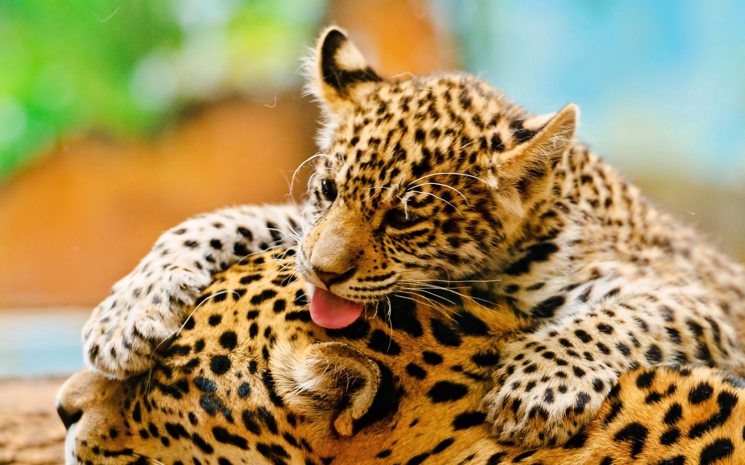Handy-Wallpaper Tiere, Joey, Junge, Paar, Pflege, Leopards kostenlos herunterladen.