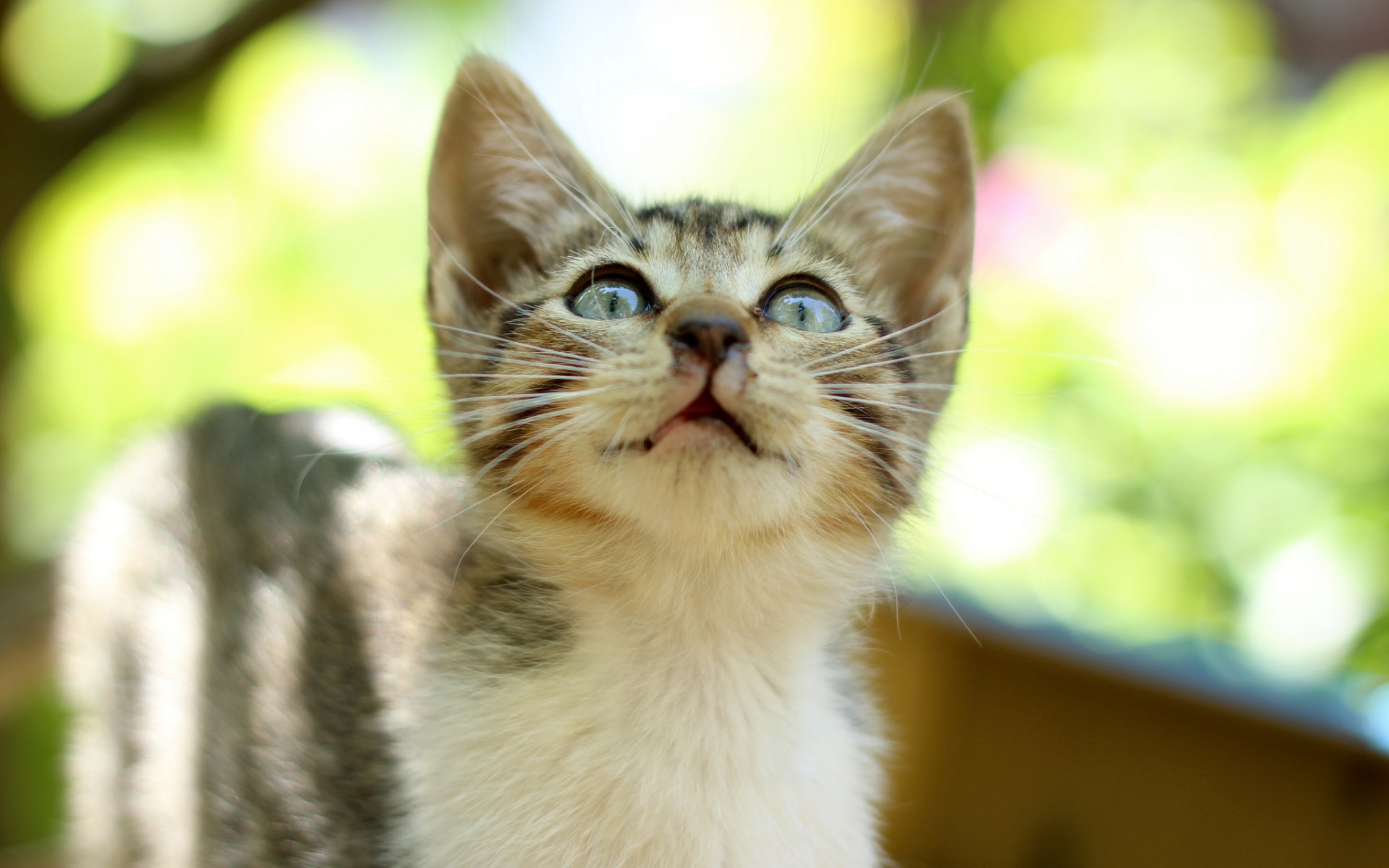 Baixe gratuitamente a imagem Animais, Gatos, Gato na área de trabalho do seu PC