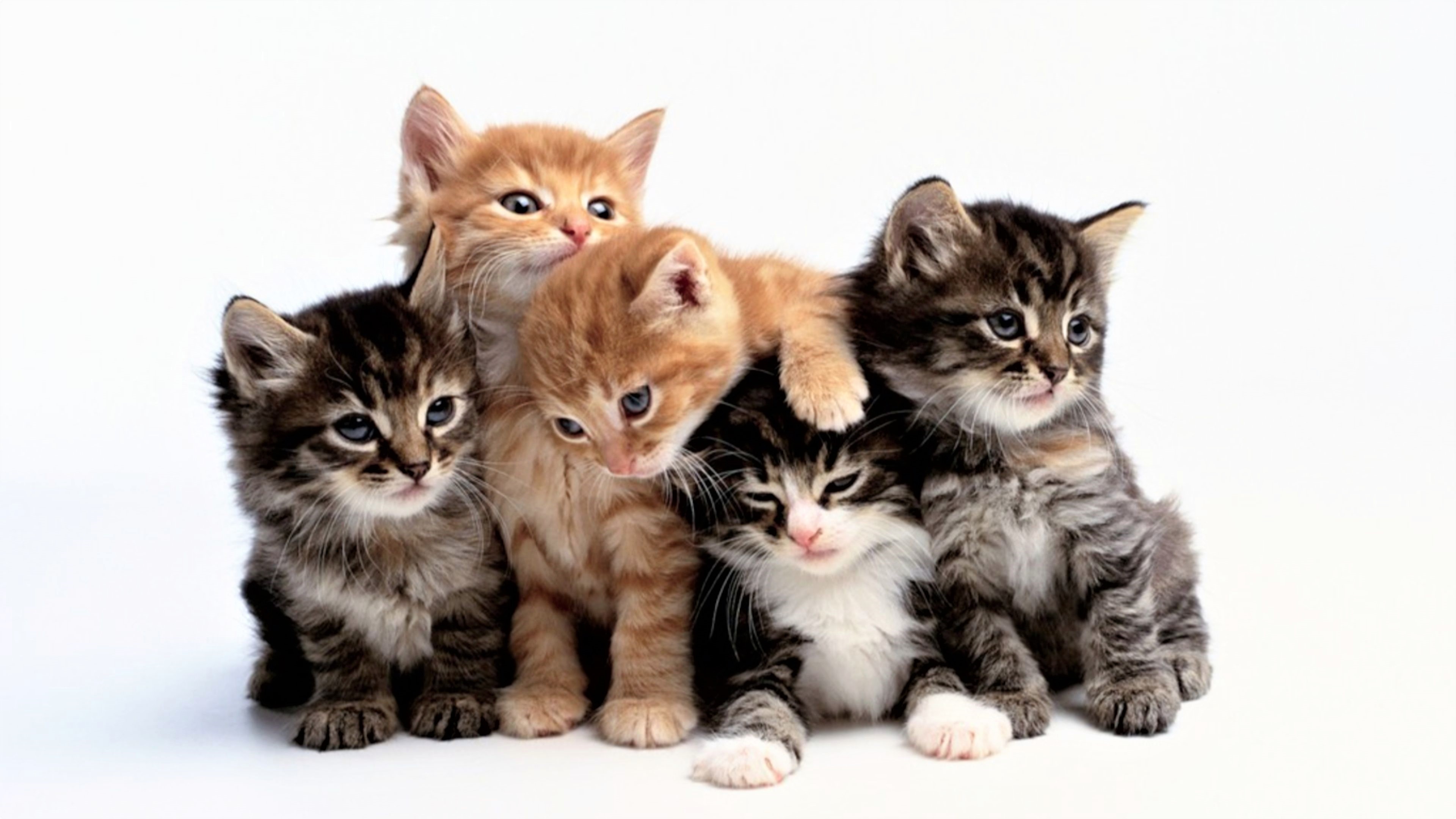 Download mobile wallpaper Cats, Cat, Kitten, Animal, Cute, Baby Animal for free.