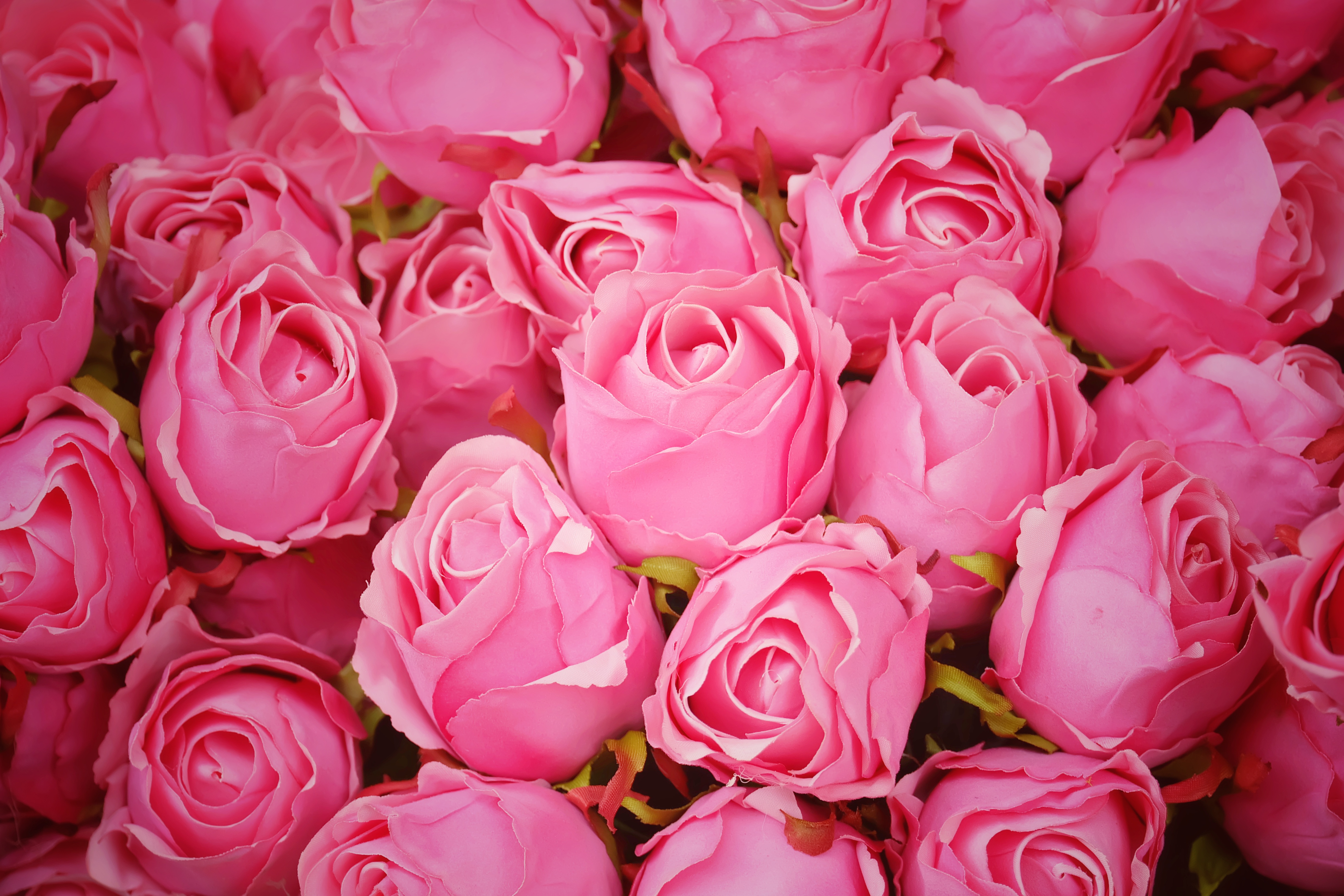 Download mobile wallpaper Nature, Flowers, Flower, Rose, Earth, Pink Flower for free.