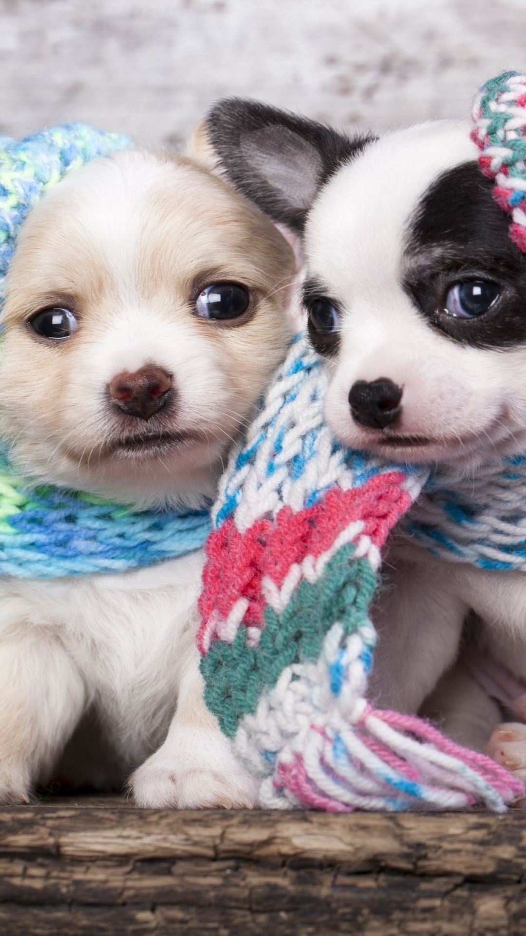 Download mobile wallpaper Dogs, Animal, Puppy for free.