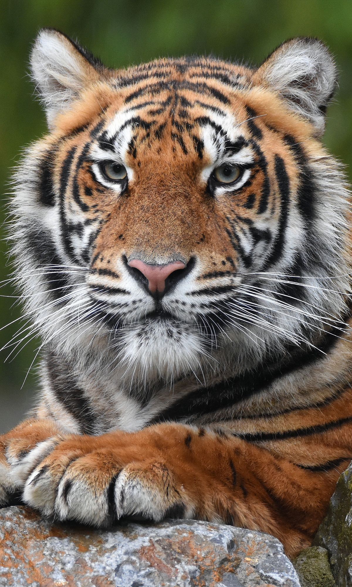 Download mobile wallpaper Cats, Tiger, Animal for free.