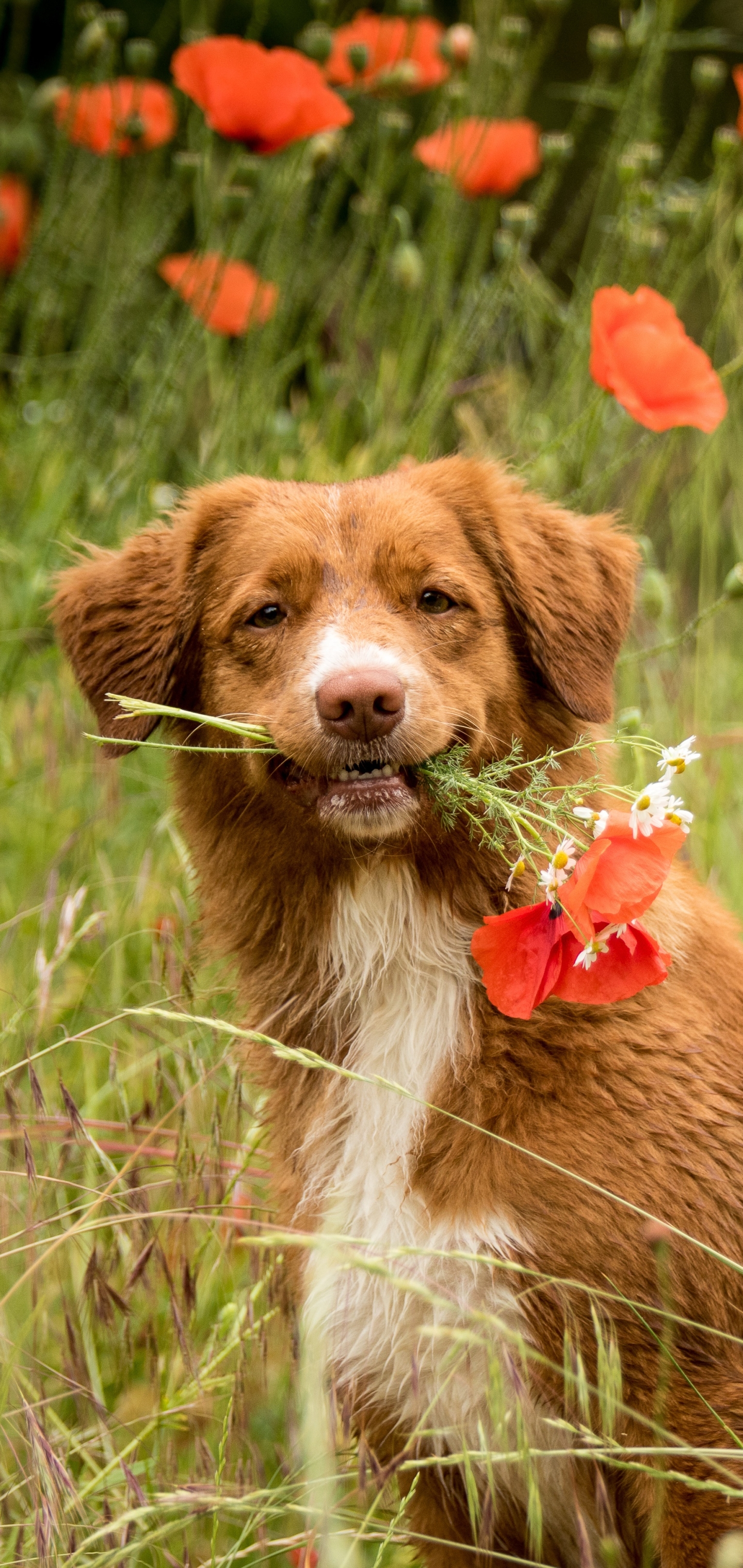 Free download wallpaper Dogs, Dog, Animal, Poppy, Nova Scotia Duck Tolling Retriever on your PC desktop