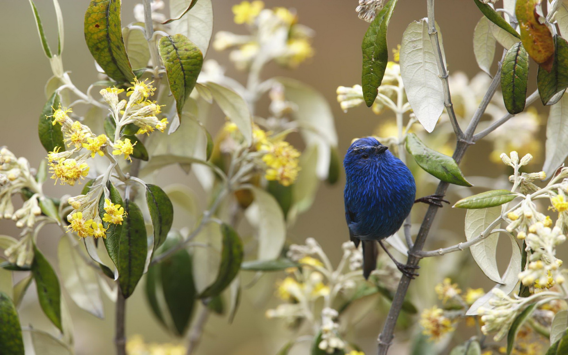 Baixar papel de parede para celular de Pássaro, Aves, Animais gratuito.