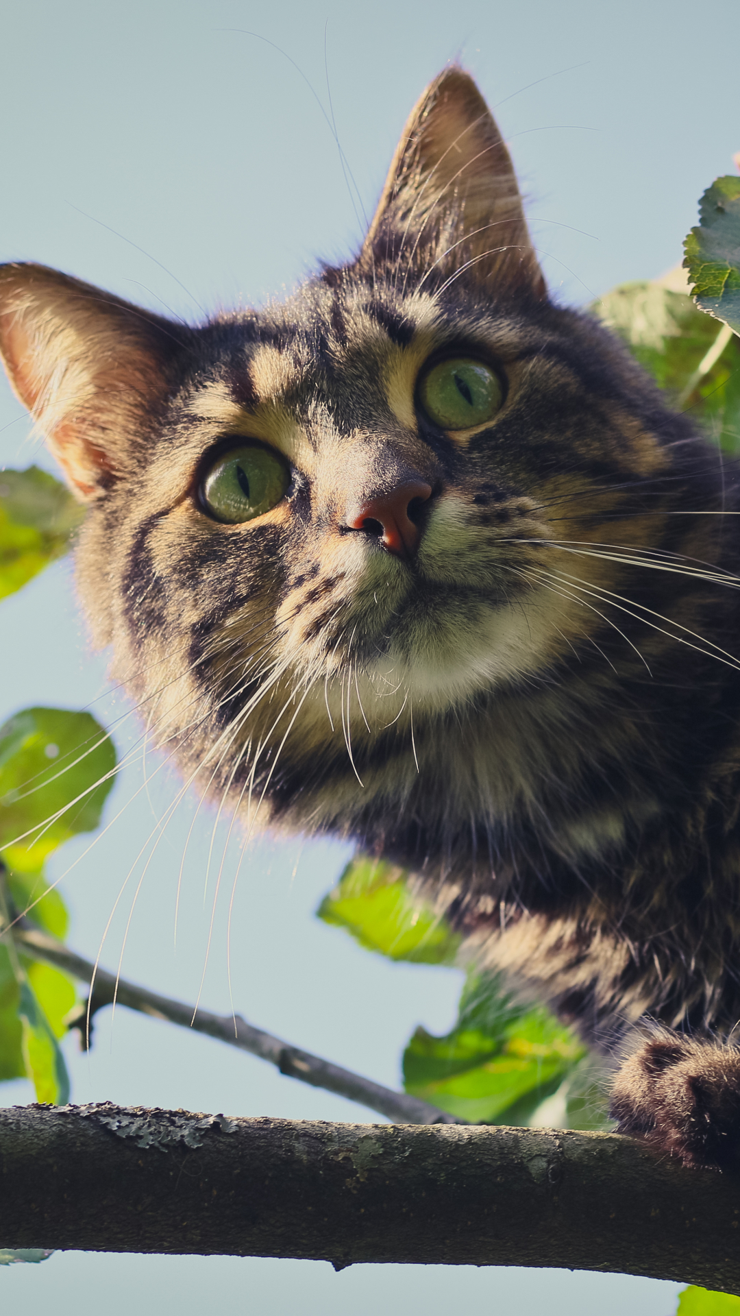 Baixar papel de parede para celular de Animais, Gatos, Gato gratuito.