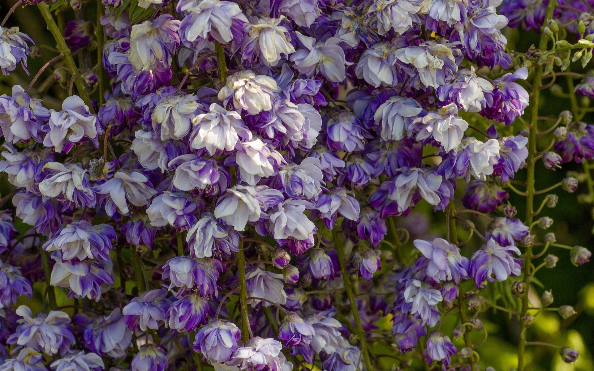 Free download wallpaper Flowers, Flower, Earth, Spring, White Flower, Blossom, Purple Flower on your PC desktop