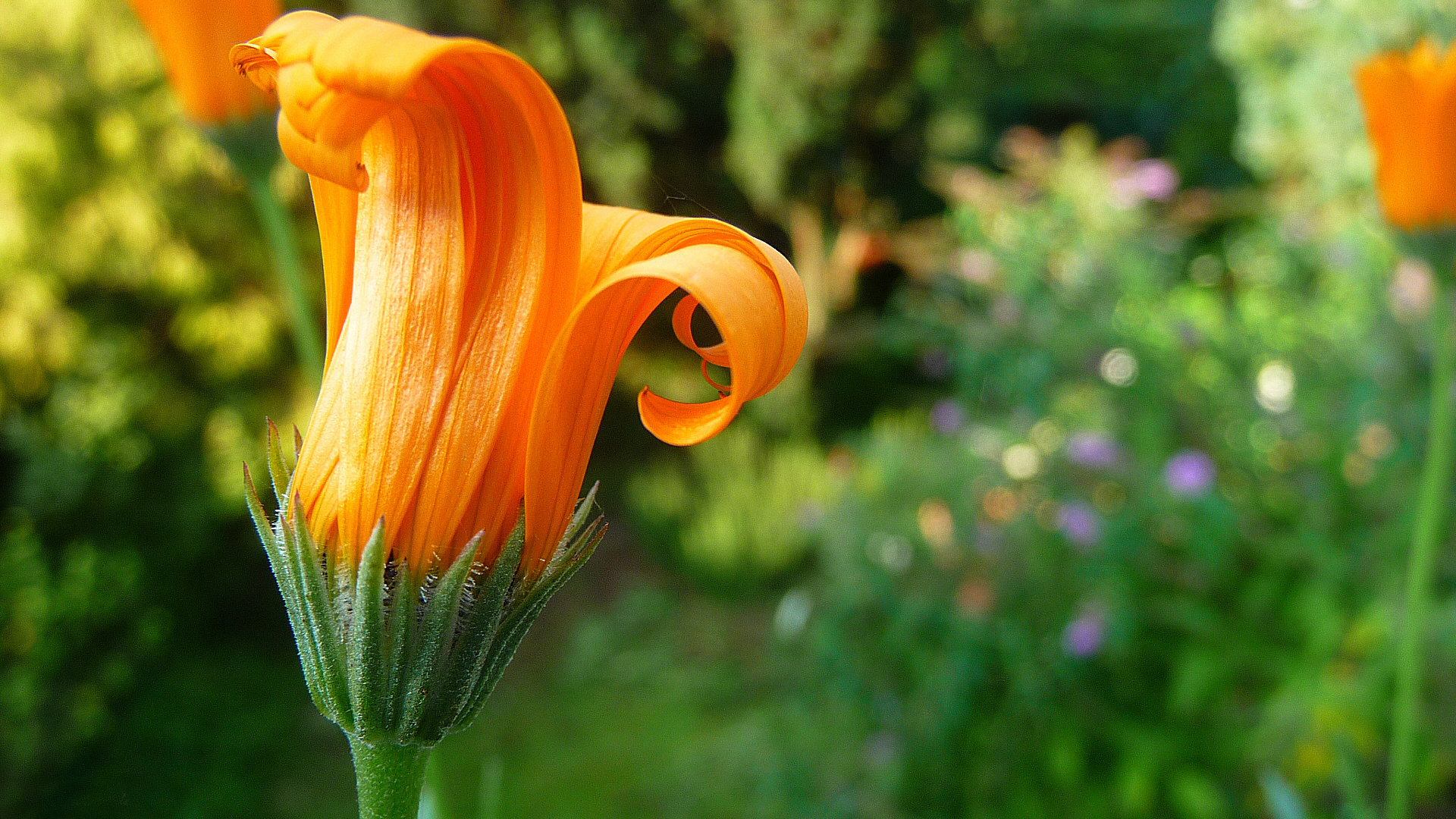 Descarga gratuita de fondo de pantalla para móvil de Flores, Flor, Tierra/naturaleza.