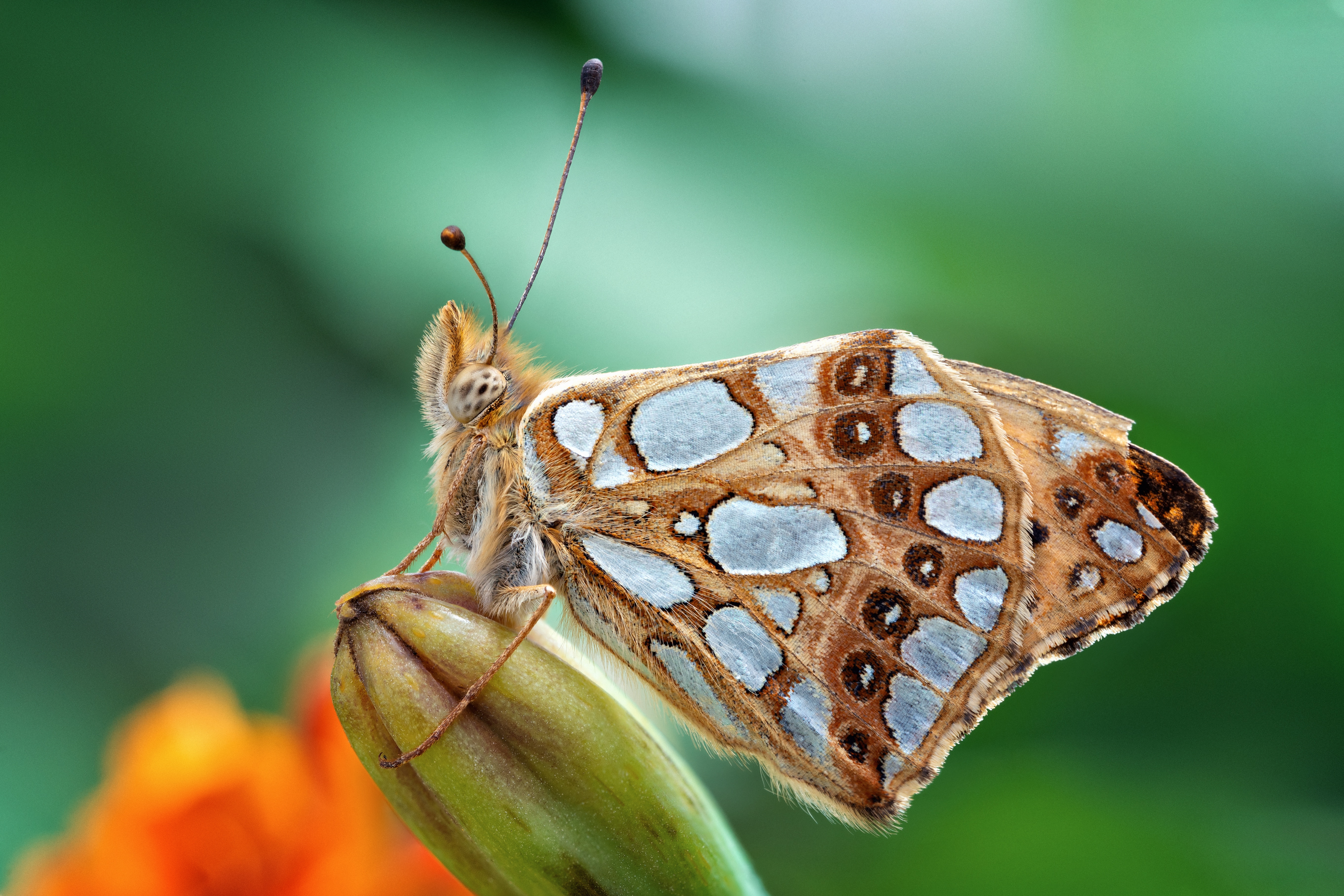 Téléchargez des papiers peints mobile Animaux, Macro, Insecte, Papillon gratuitement.