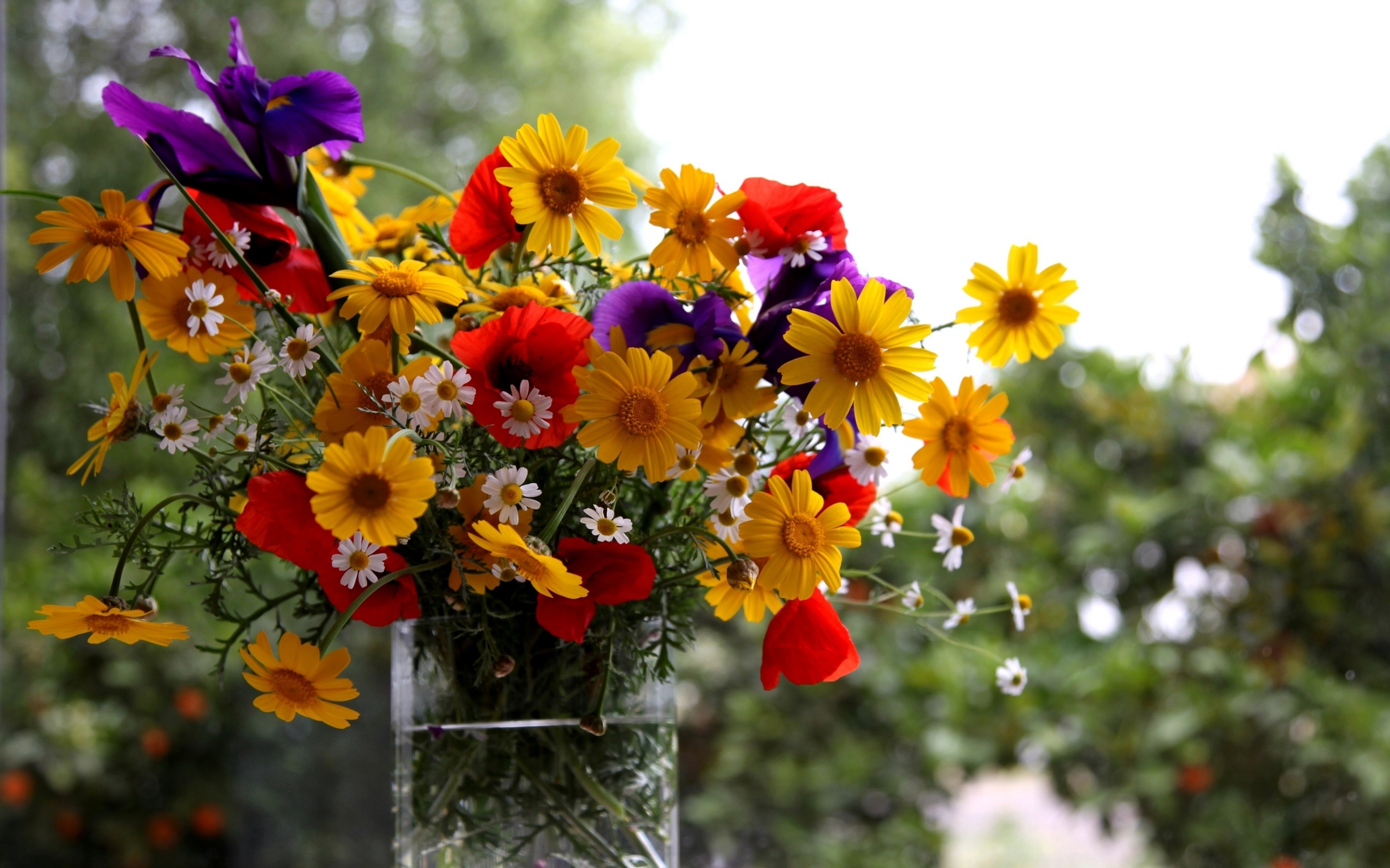 Скачать обои бесплатно Цветы, Букеты, Растения картинка на рабочий стол ПК
