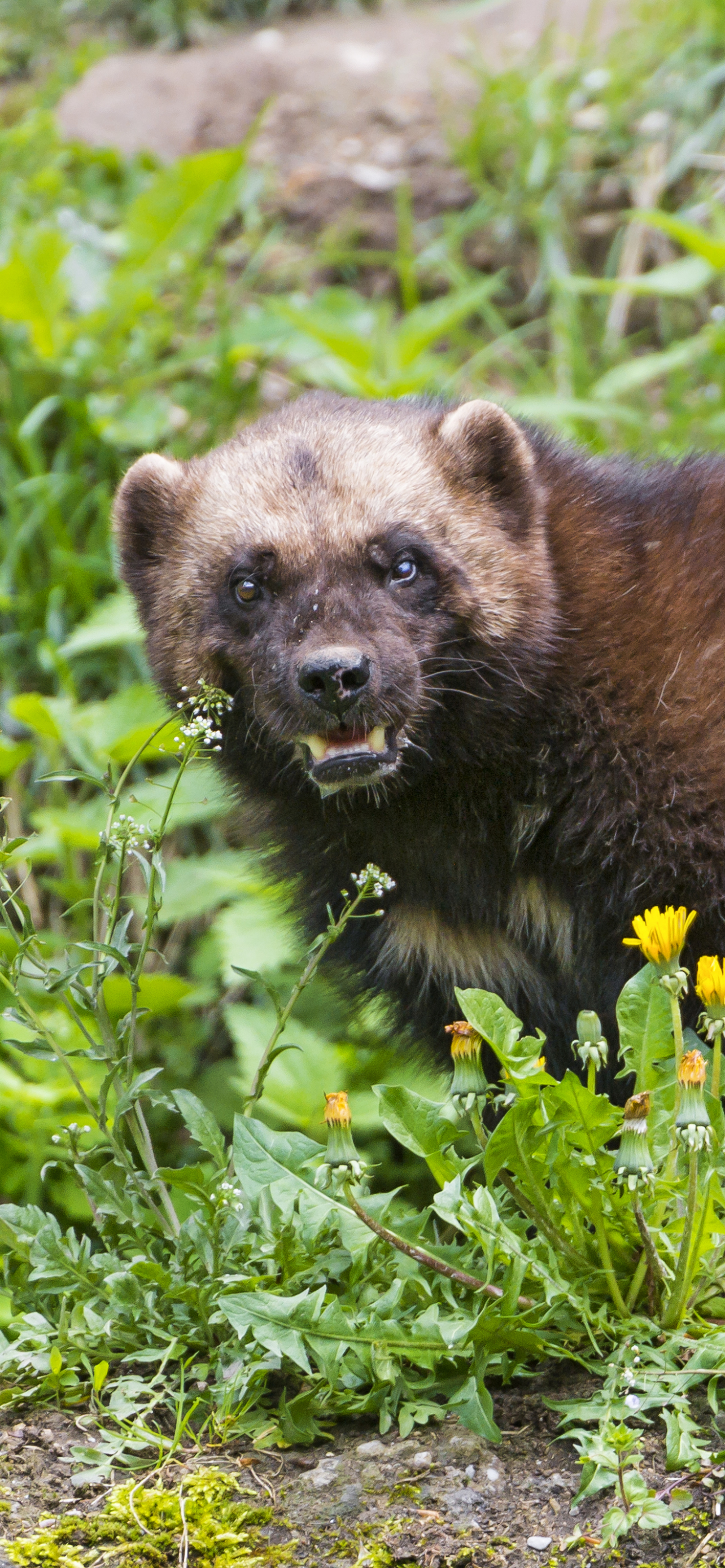 Download mobile wallpaper Animal, Wolverine for free.