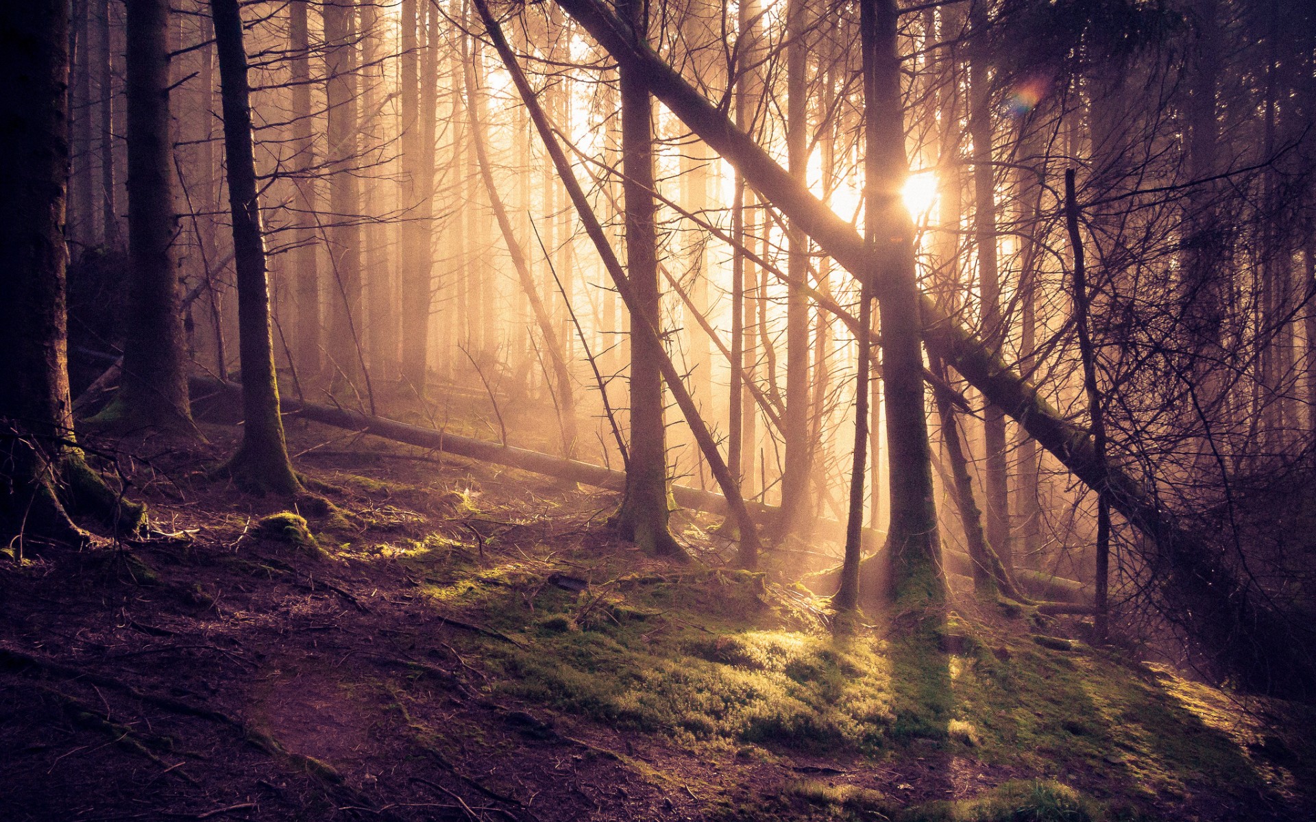 Laden Sie das Wald, Erde/natur-Bild kostenlos auf Ihren PC-Desktop herunter