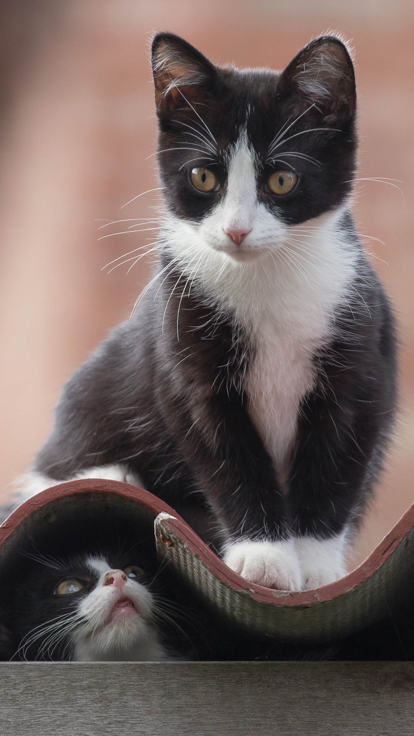 Laden Sie das Tiere, Katzen, Katze, Kätzchen, Tierbaby-Bild kostenlos auf Ihren PC-Desktop herunter